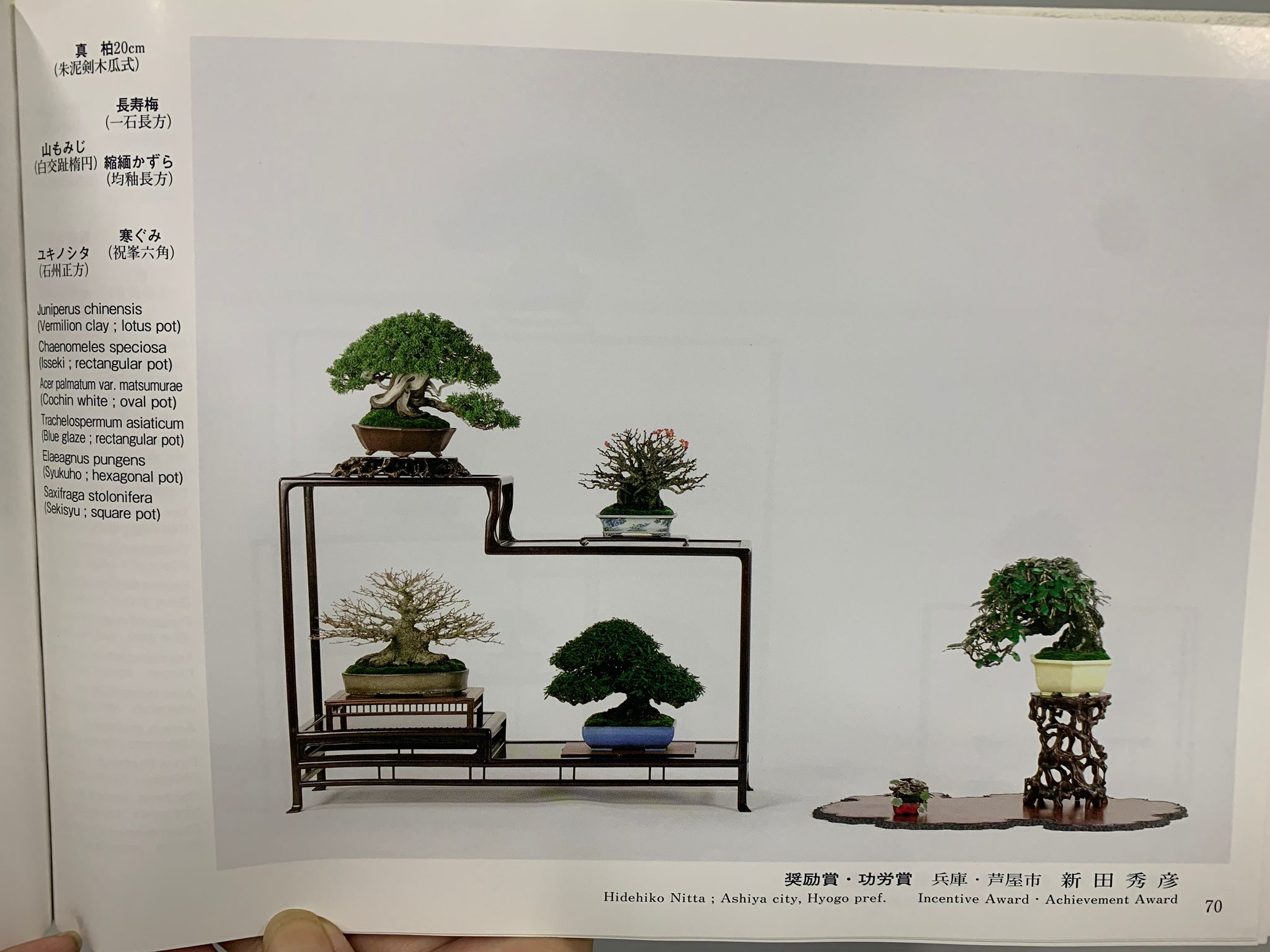 【香港現貨】日本三個展覽展出作品 - 系魚川真柏(附上影片)