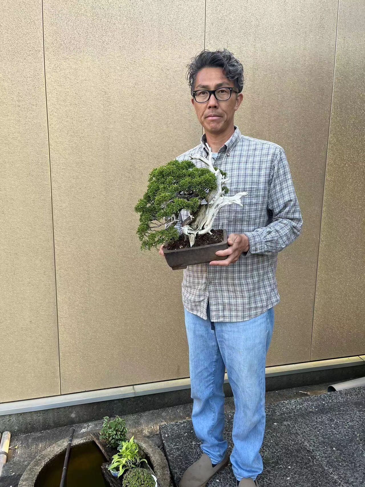 【香港現貨】日本寶樹園椎野健太郎作品-山採-系魚川真柏(附上影片)