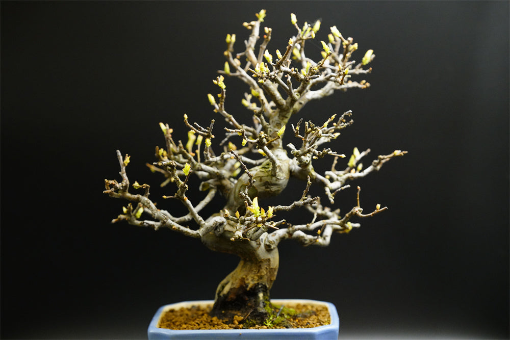 【已售供欣賞】日本花梨(附上未展葉及展葉後圖片及影片)