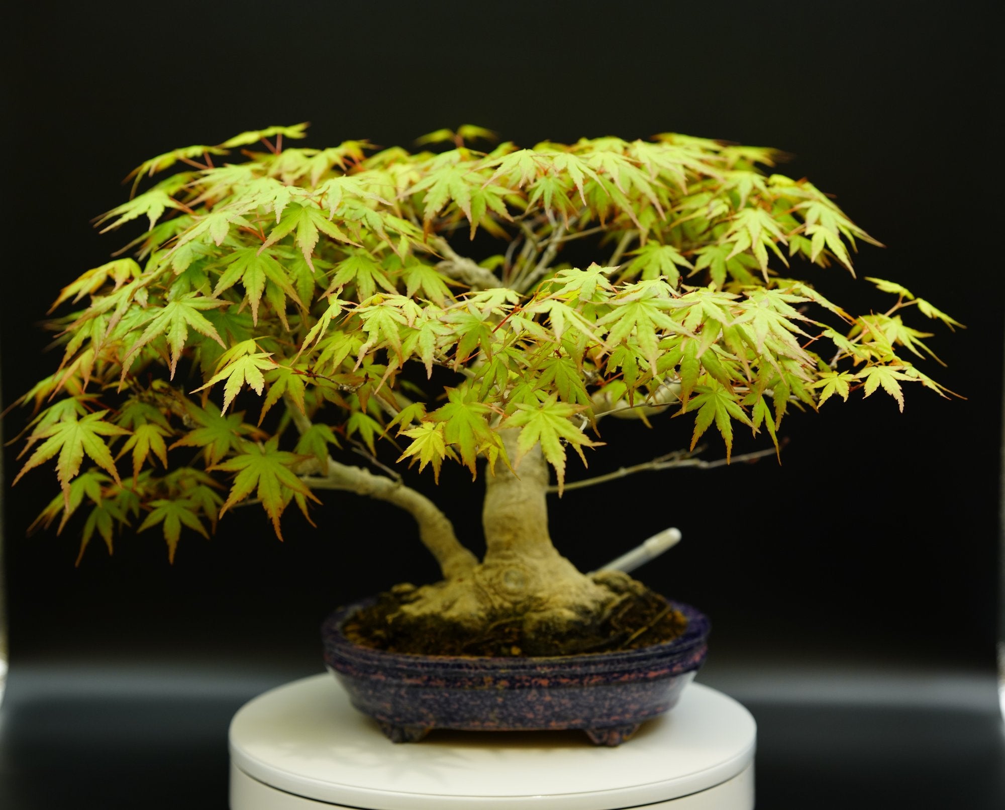 【香港現貨】日本山紅葉(附上影片)