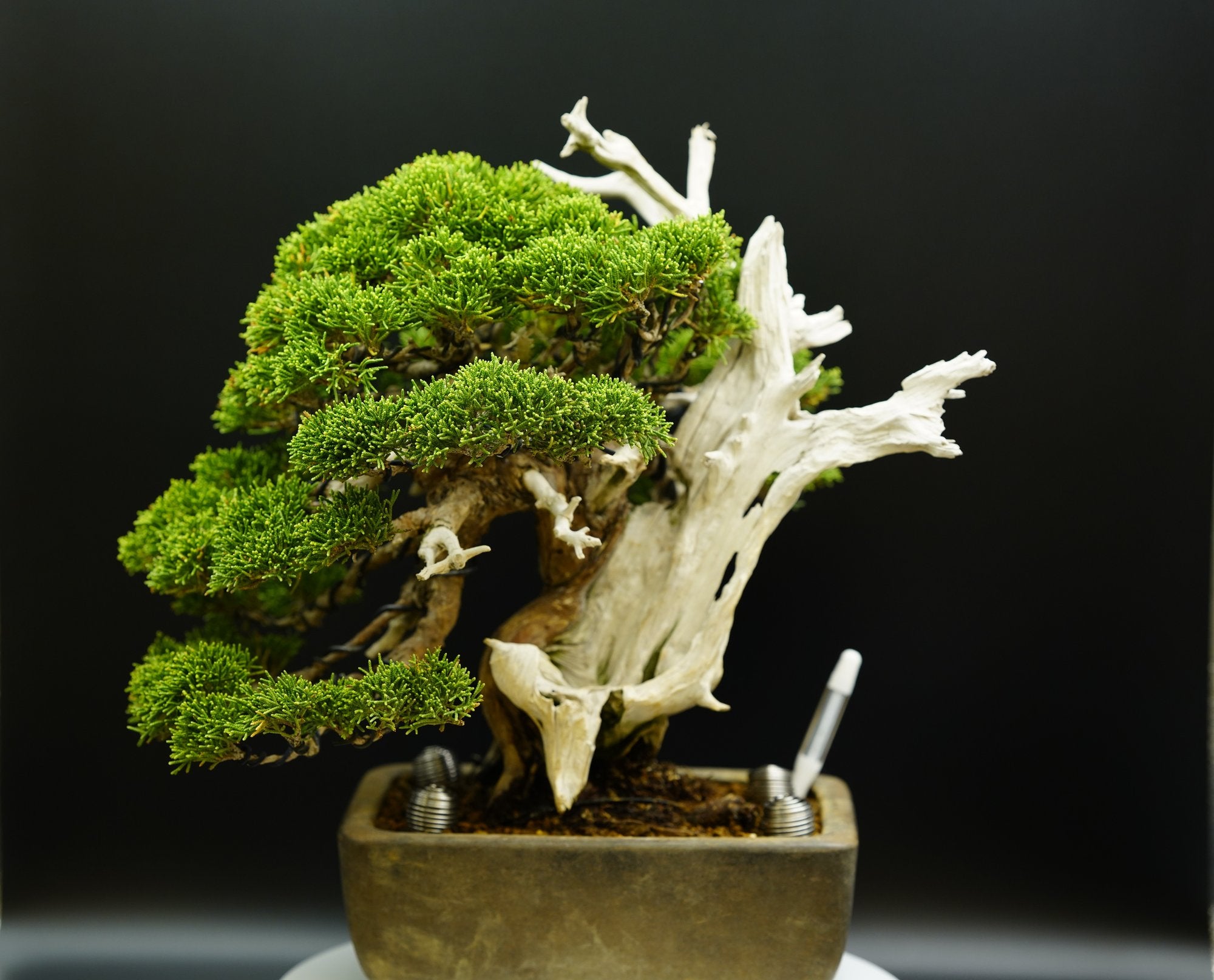 【香港現貨】日本寶樹園椎野健太郎作品-山採-系魚川真柏(附上影片)