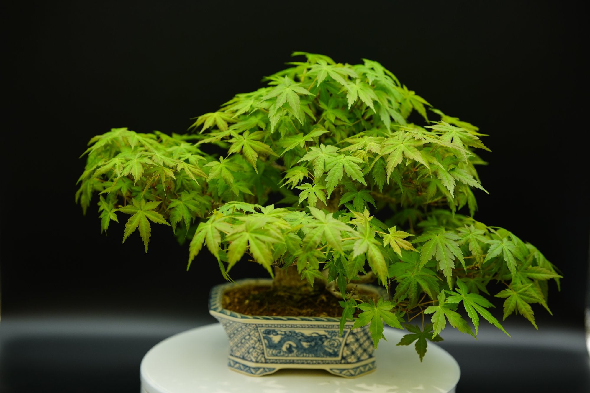 【已售供欣賞】日本山紅葉(附上未展葉及展葉後圖片及影片)
