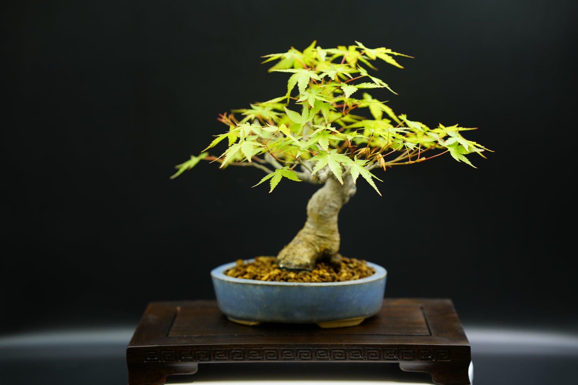 【已售供欣賞】日本山紅葉(附上影片)