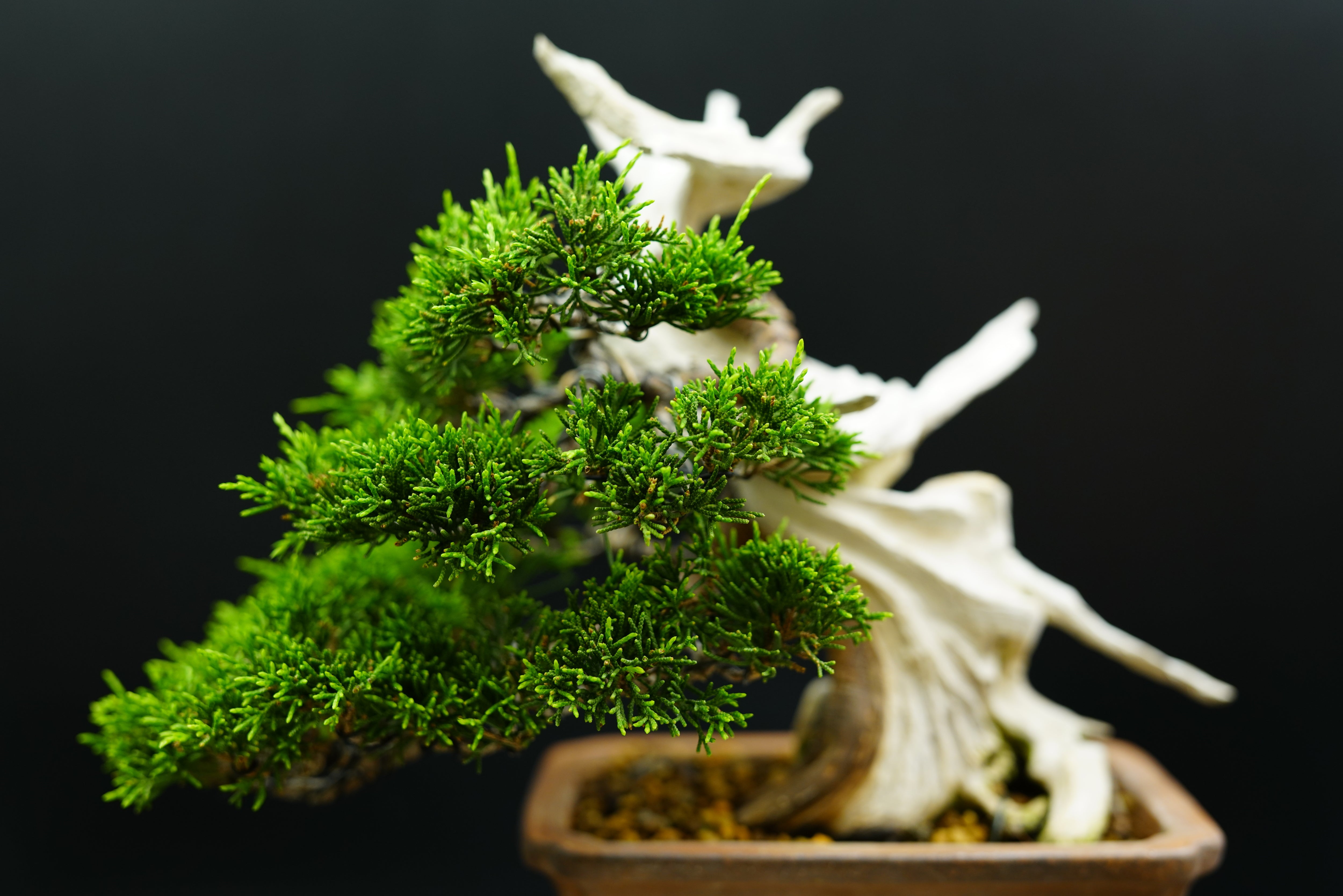 日本系魚川真柏(附上影片)