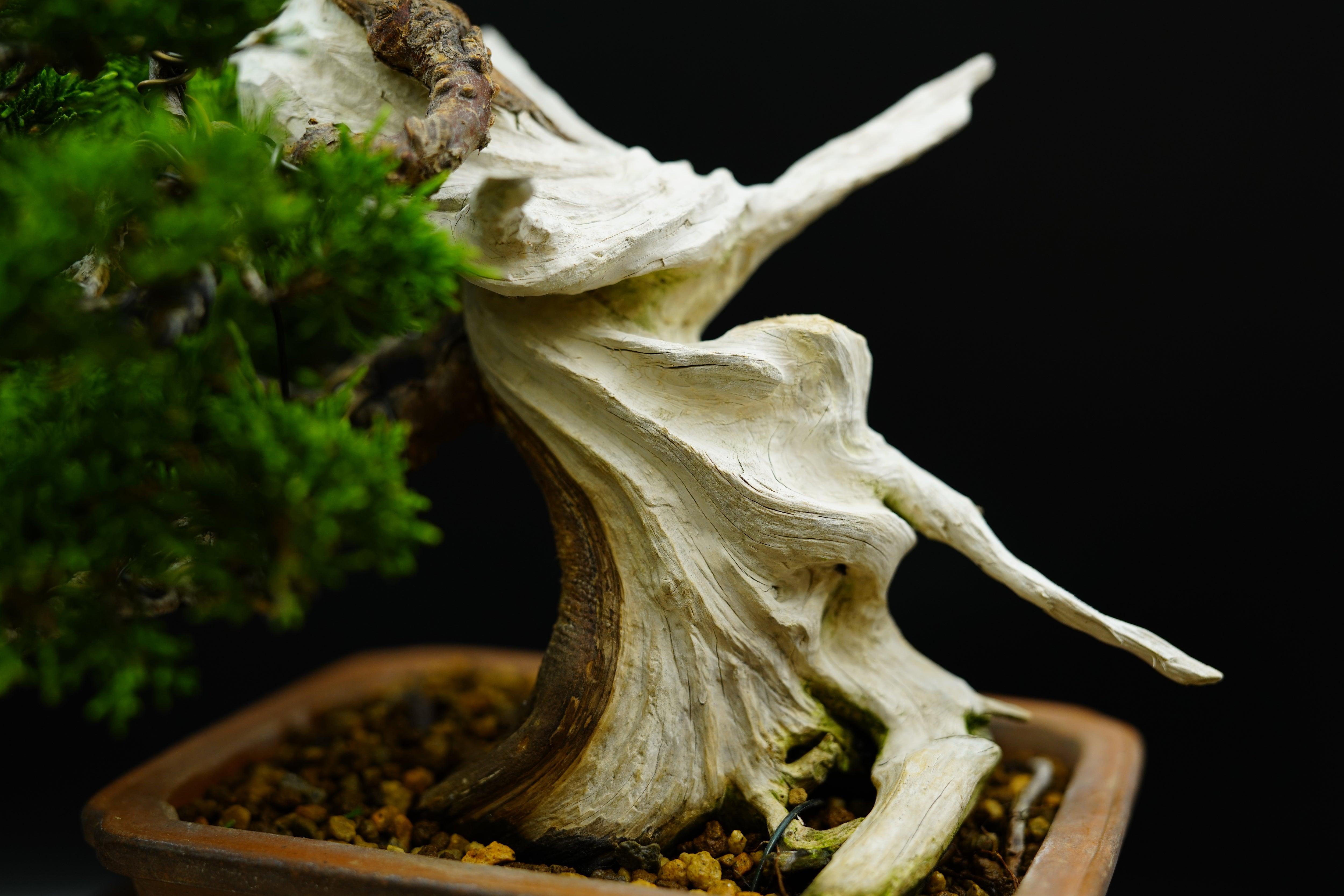 日本系魚川真柏(附上影片)