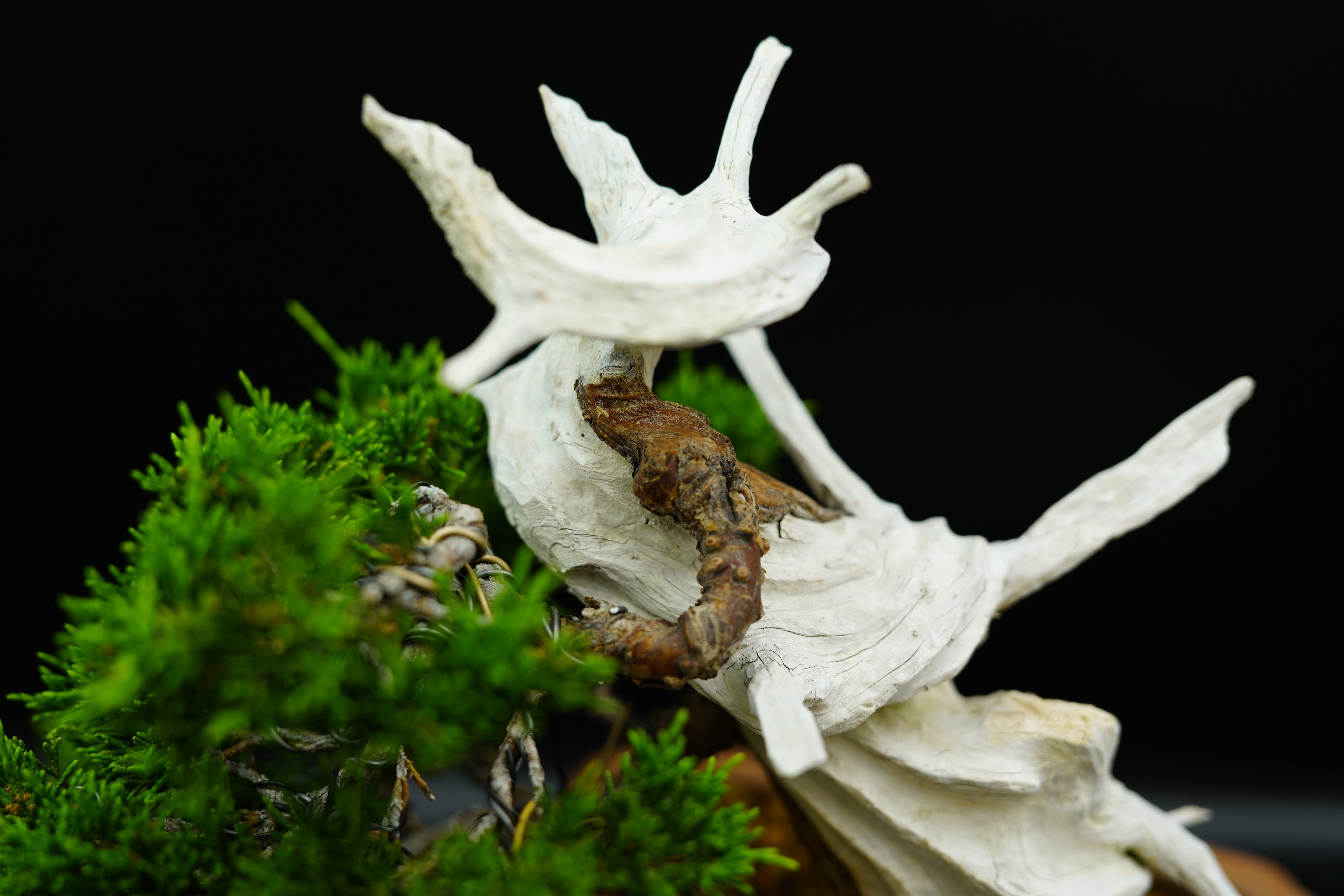 日本系魚川真柏(附上影片)