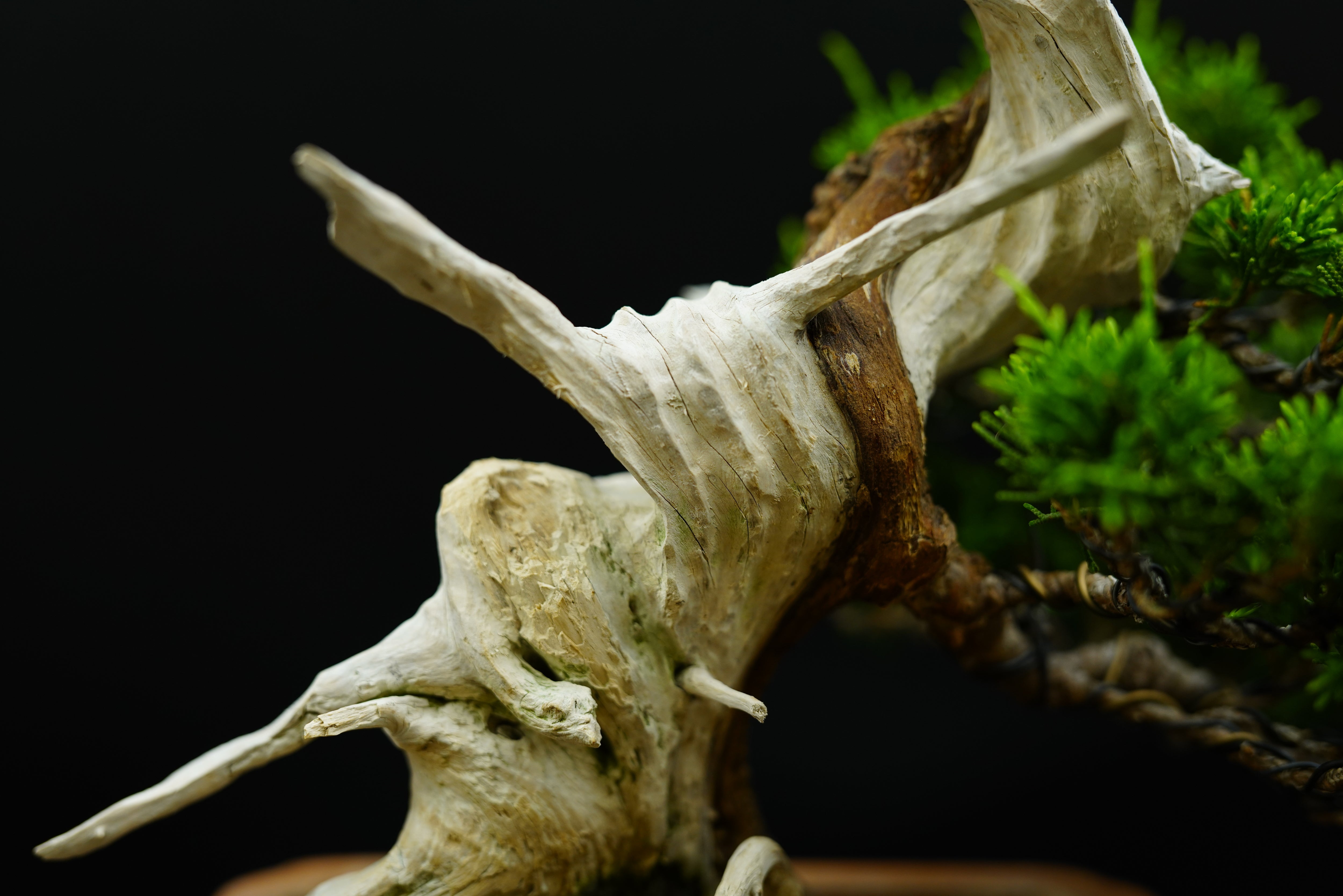 日本系魚川真柏(附上影片)