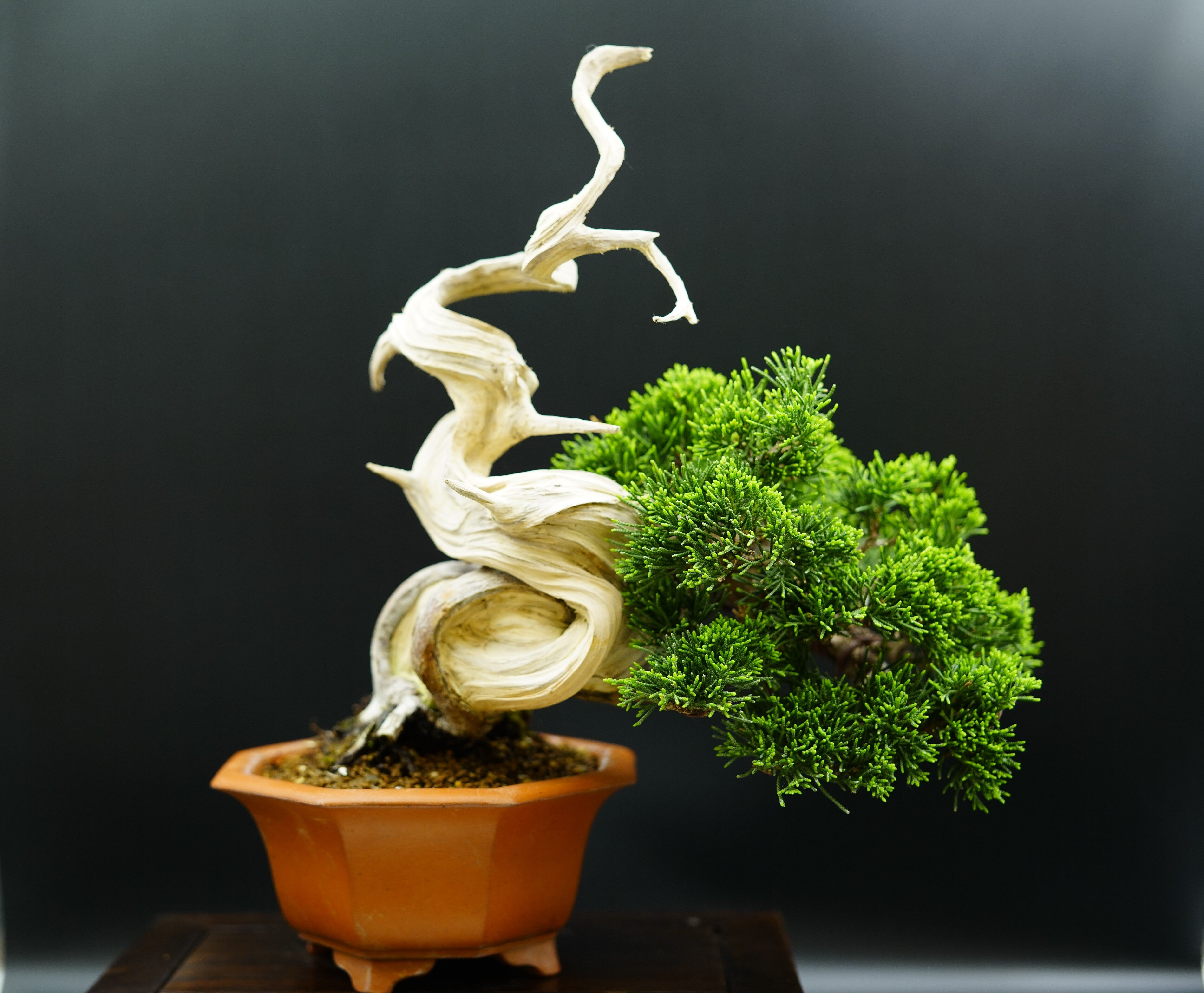 【香港現貨】日本系魚川真柏(附上影片)