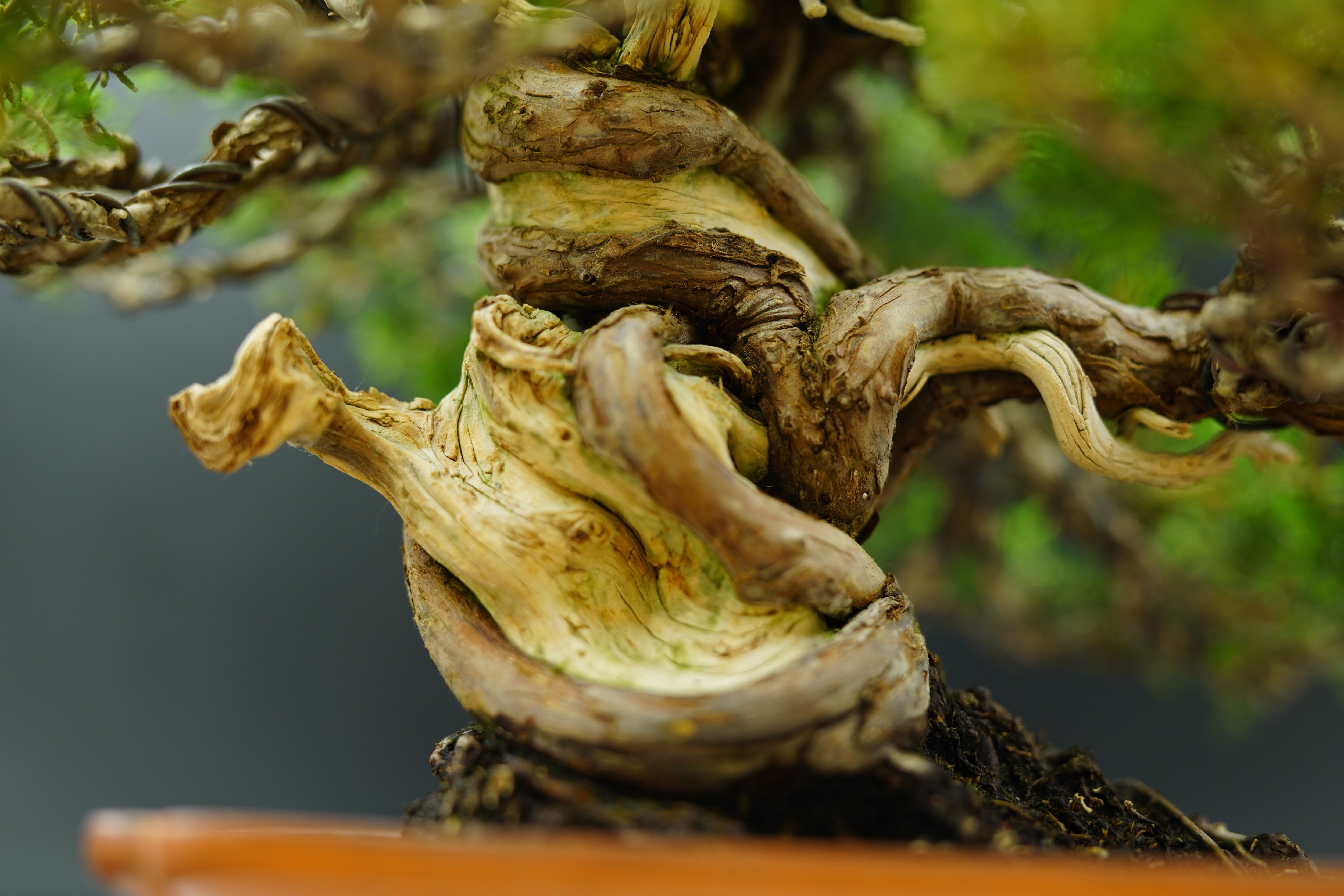 【香港現貨】日本名家大島健資作品-日本系魚川真柏(附上影片)