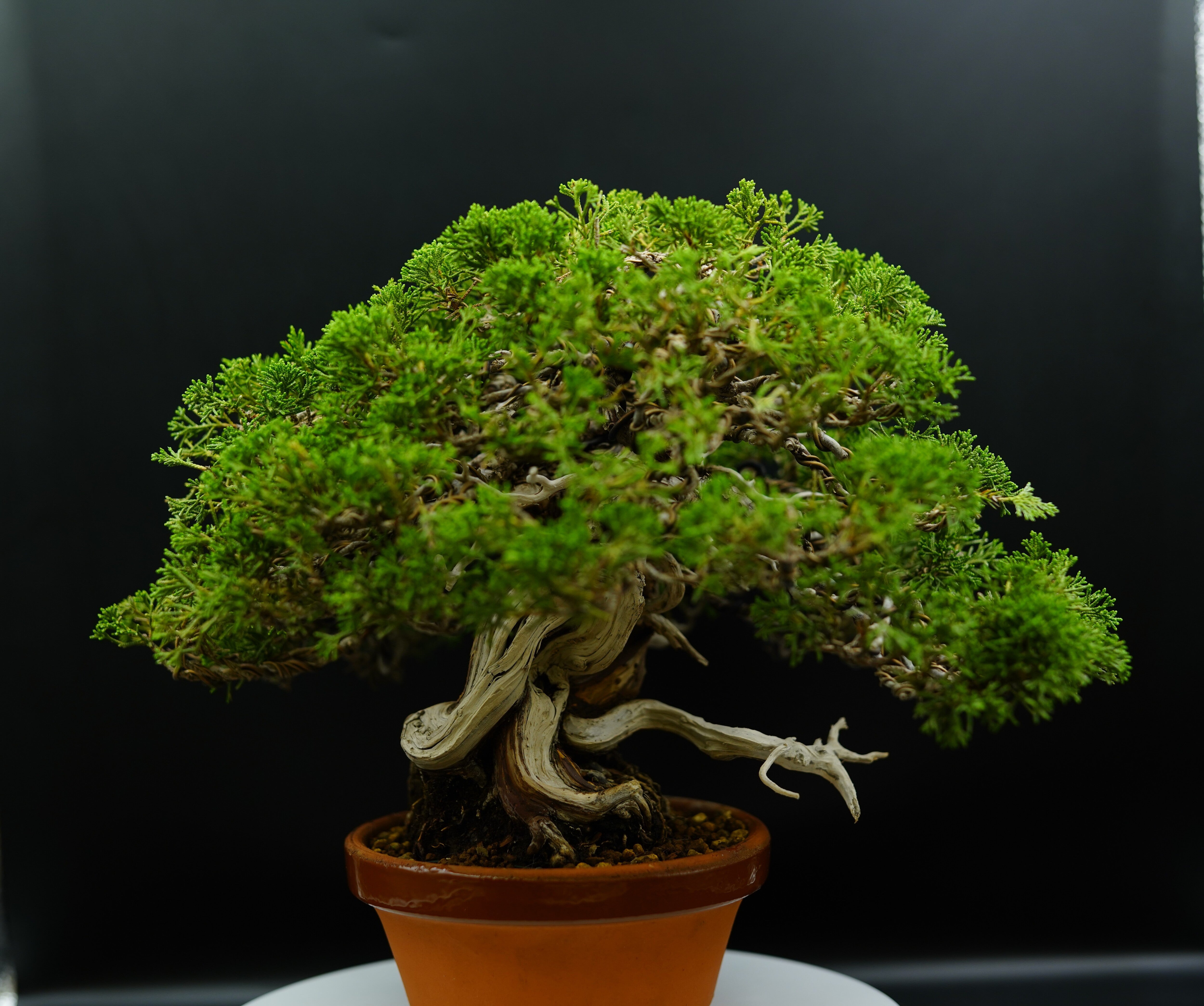 【香港現貨】日本三個展覽展出作品 - 系魚川真柏(附上影片)