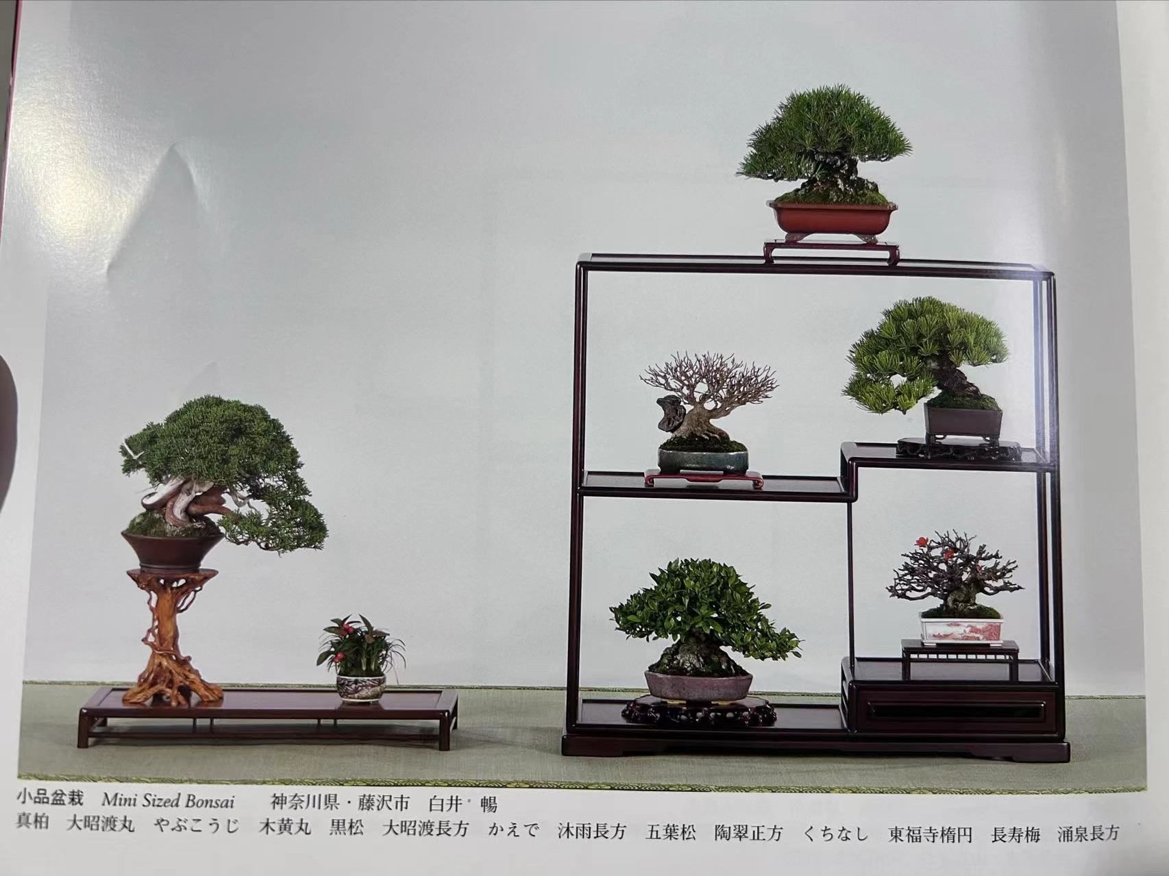 【香港現貨】日本三個展覽展出作品 - 系魚川真柏（附上影片）