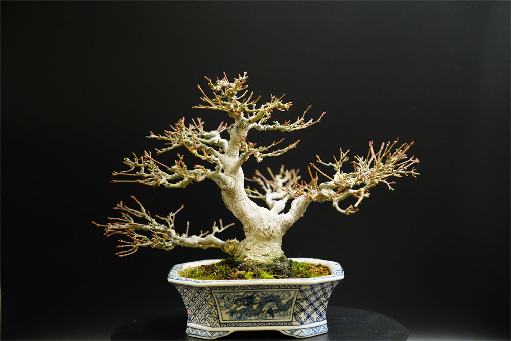 【已售供欣賞】日本山紅葉（附上未展葉及展葉後圖片及影片）