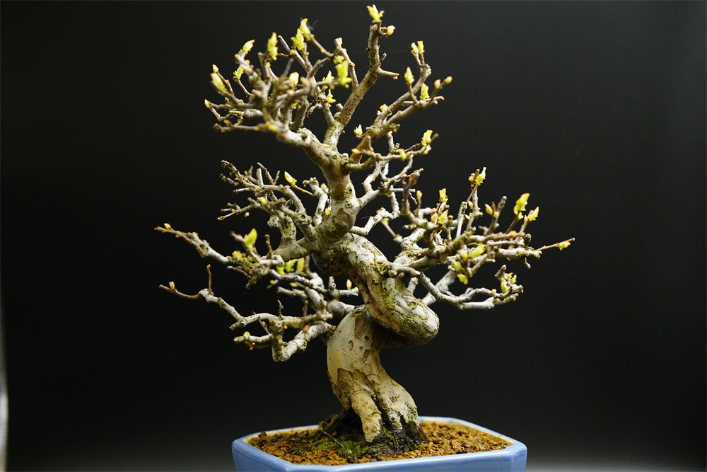 【已售供欣賞】日本花梨（附上未展葉及展葉後圖片及影片）