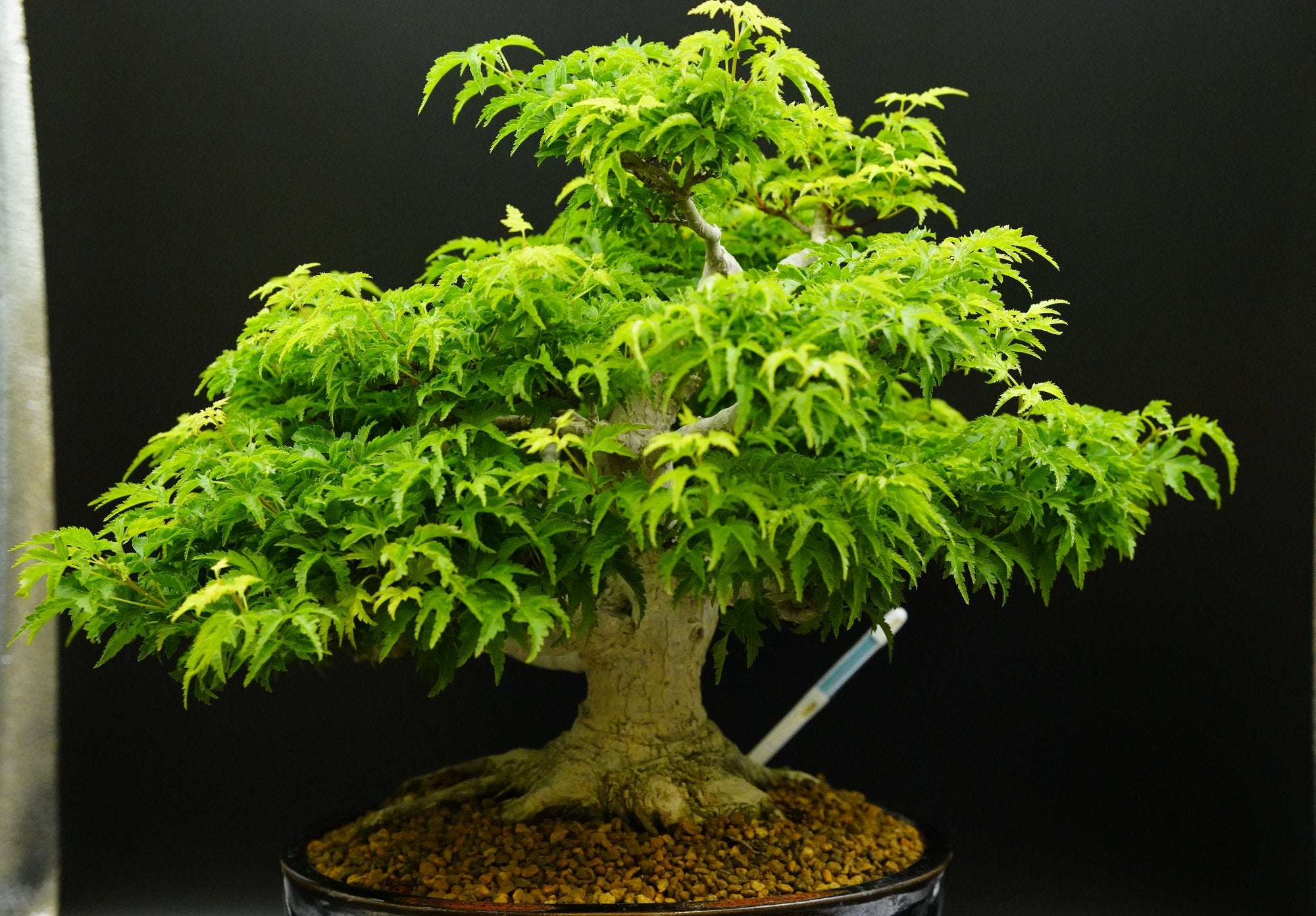 【已售供欣賞】日本山紅葉-罕有品種獅子頭（附上影片）