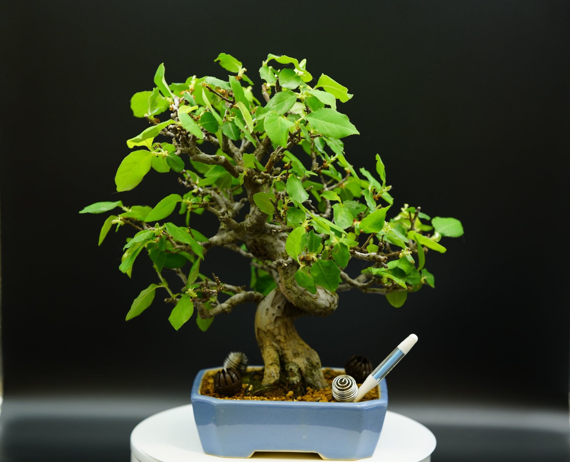 【已售供欣賞】日本花梨（附上未展葉及展葉後圖片及影片）