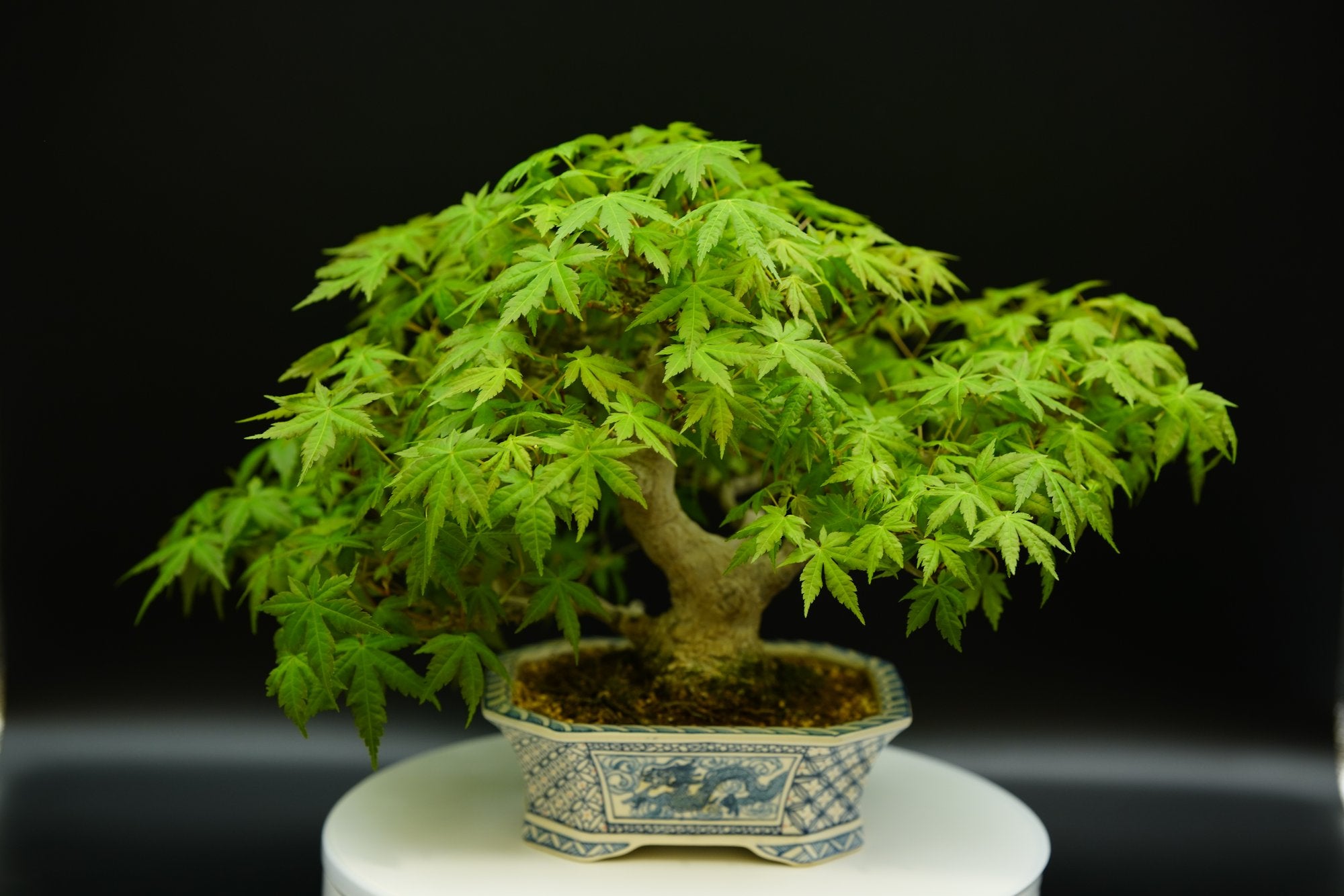【已售供欣賞】日本山紅葉（附上未展葉及展葉後圖片及影片）