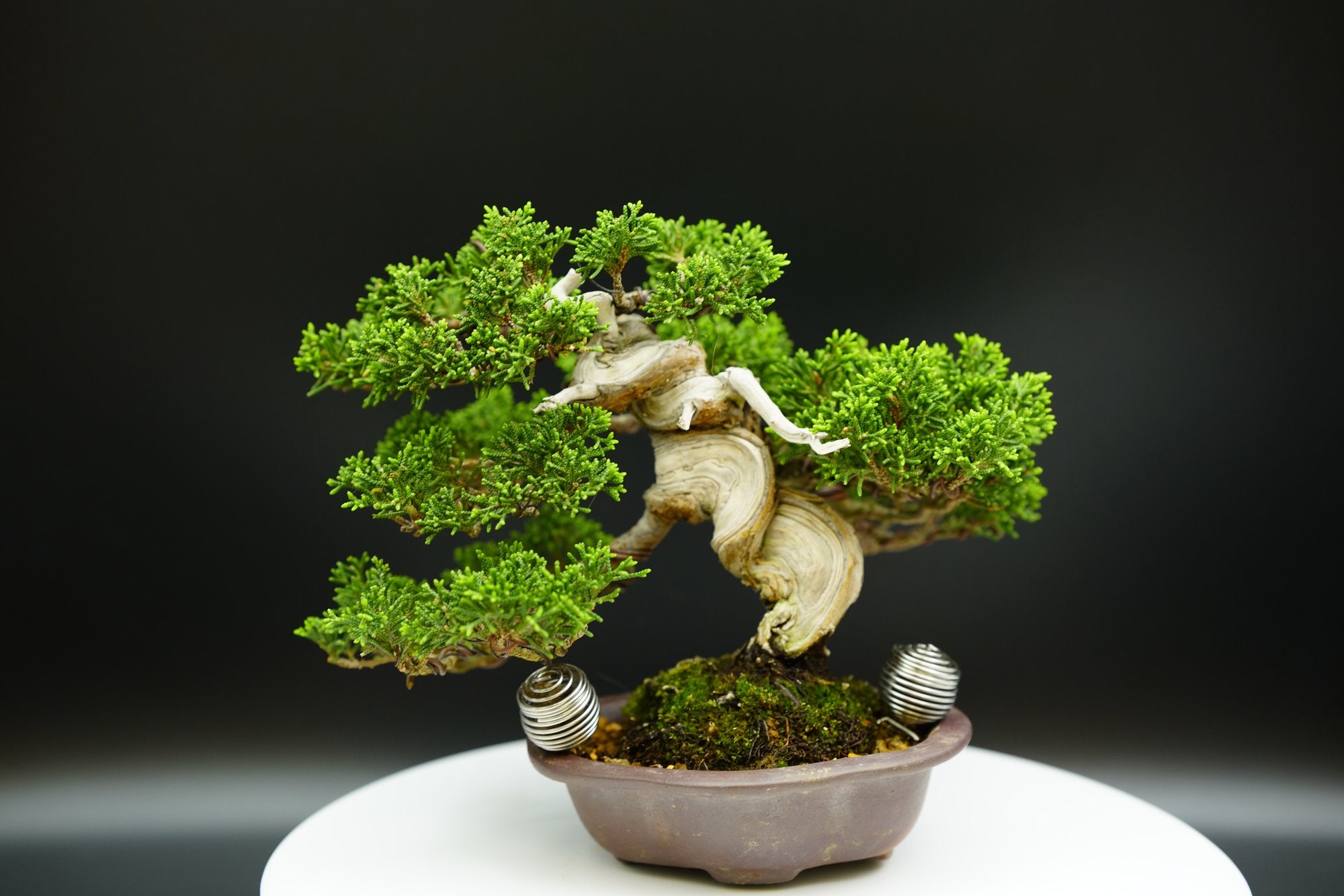 【已售供欣賞】日本系魚川真柏（內附影片）