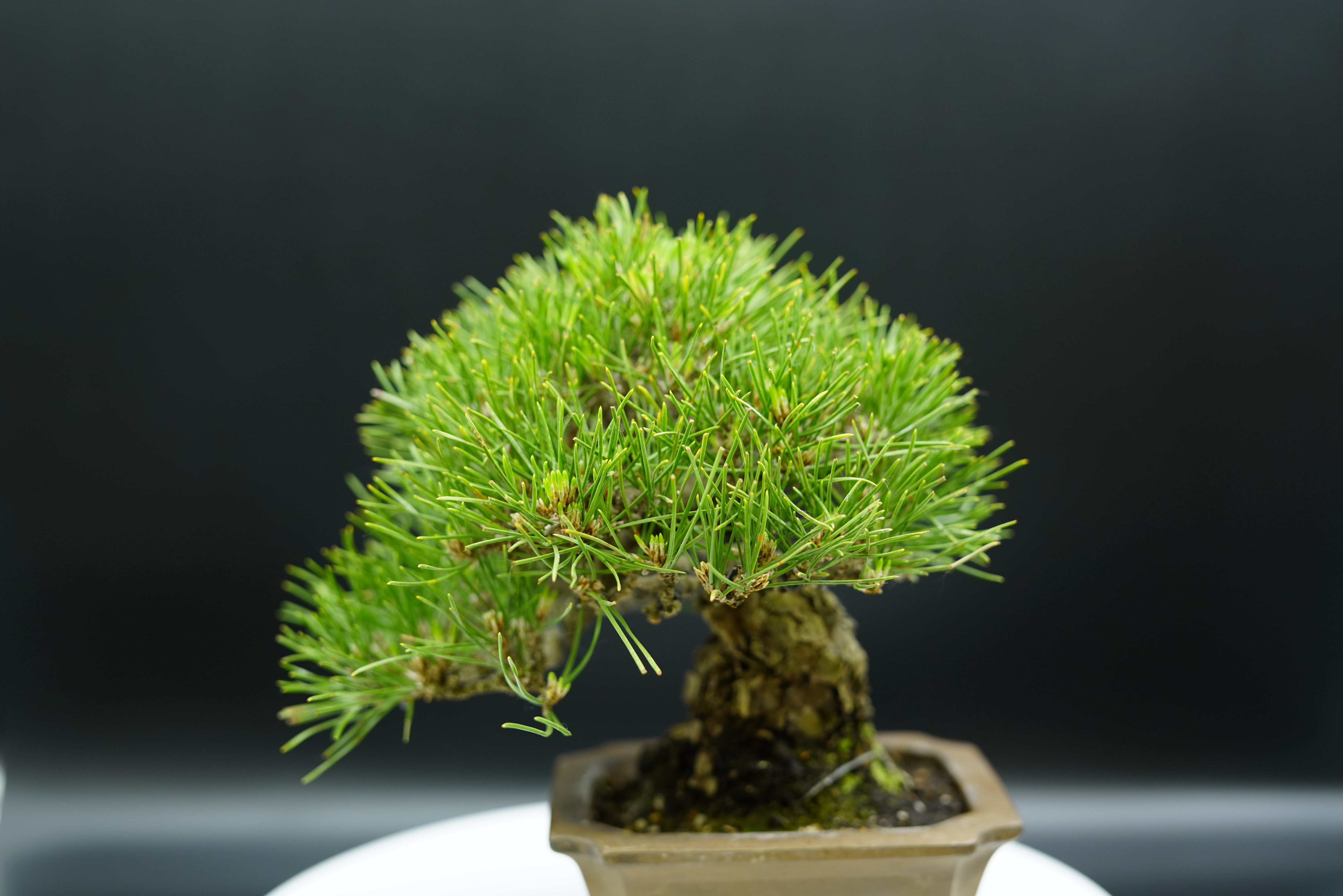【已售供欣賞】日本三河黑松（附上影片）