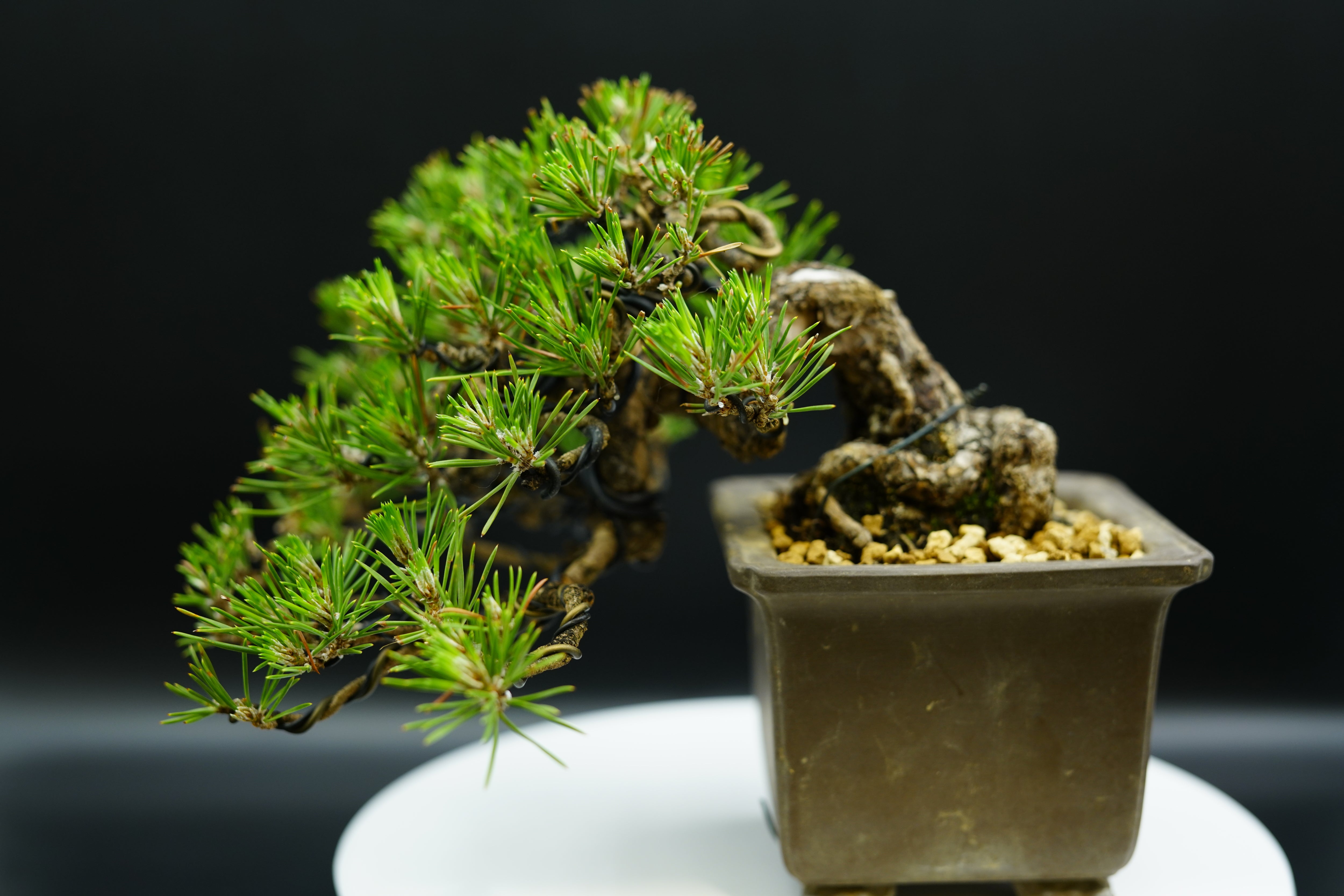 【已售供欣賞】日本三河黑松（半懸崖臨水造型）（附上影片）