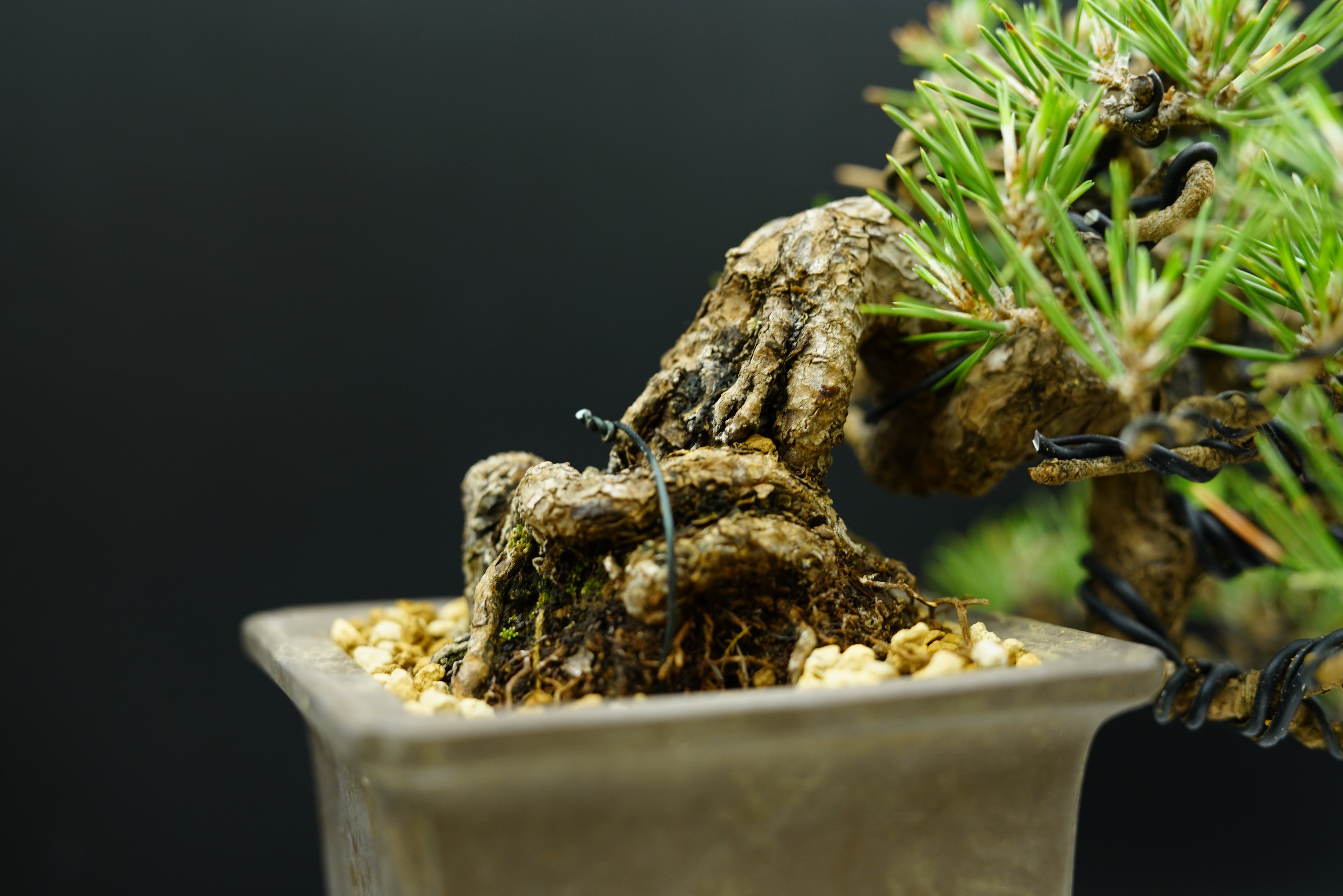 已售供欣賞】日本三河黑松（半懸崖臨水造型）（附上影片）