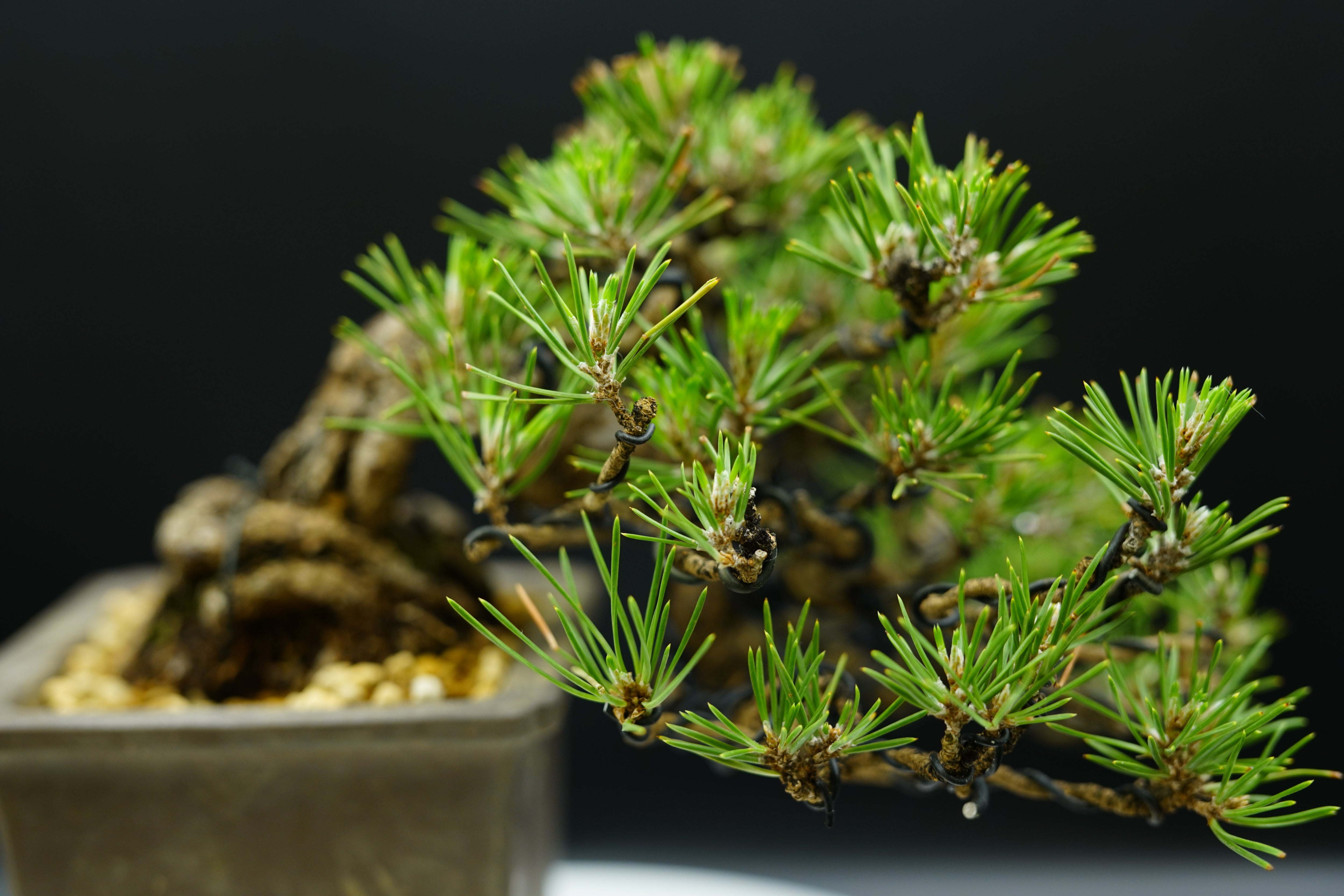 【已售供欣賞】日本三河黑松（半懸崖臨水造型）（附上影片）