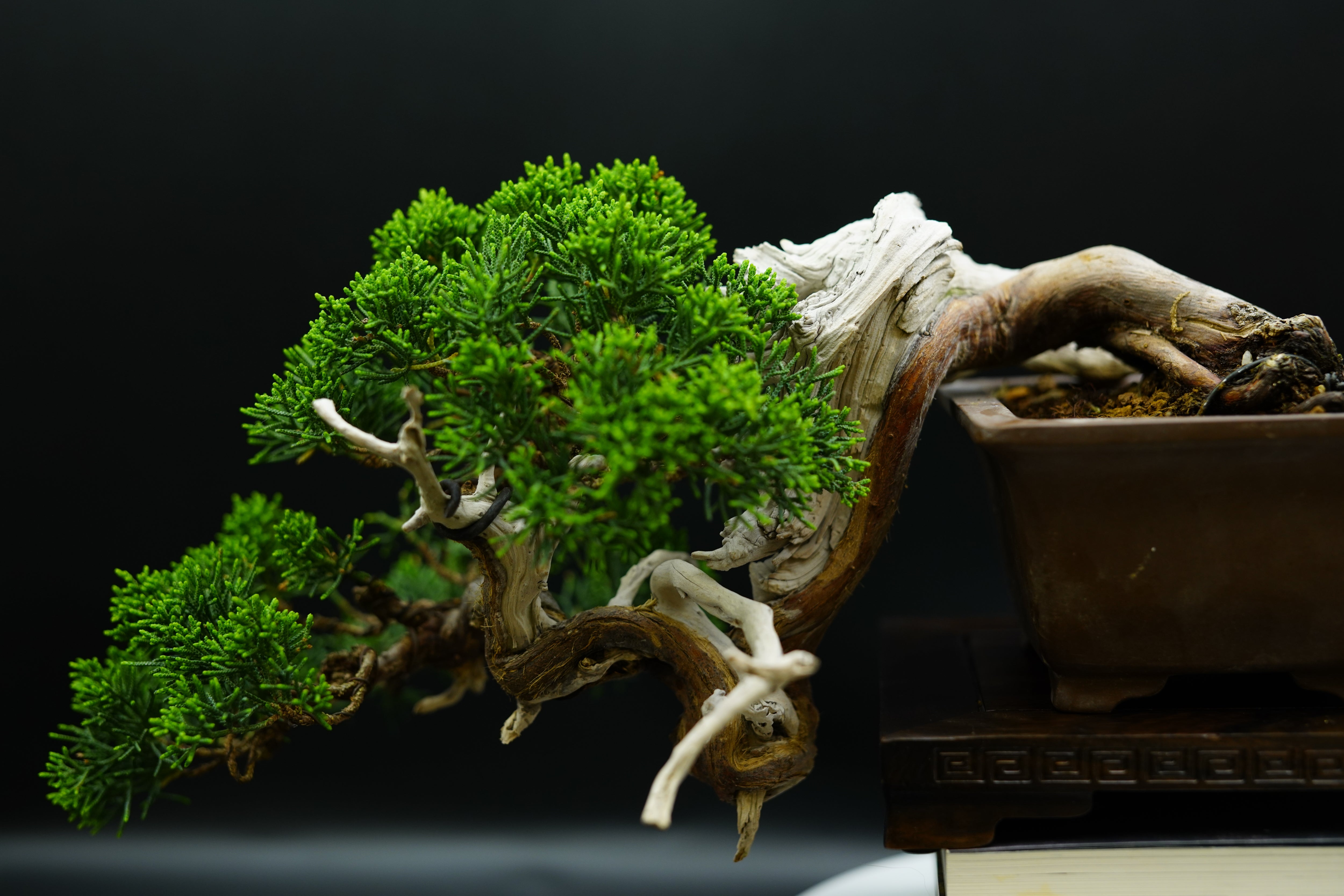 【香港現貨】日本山採濟州真柏（臨水懸崖造型）