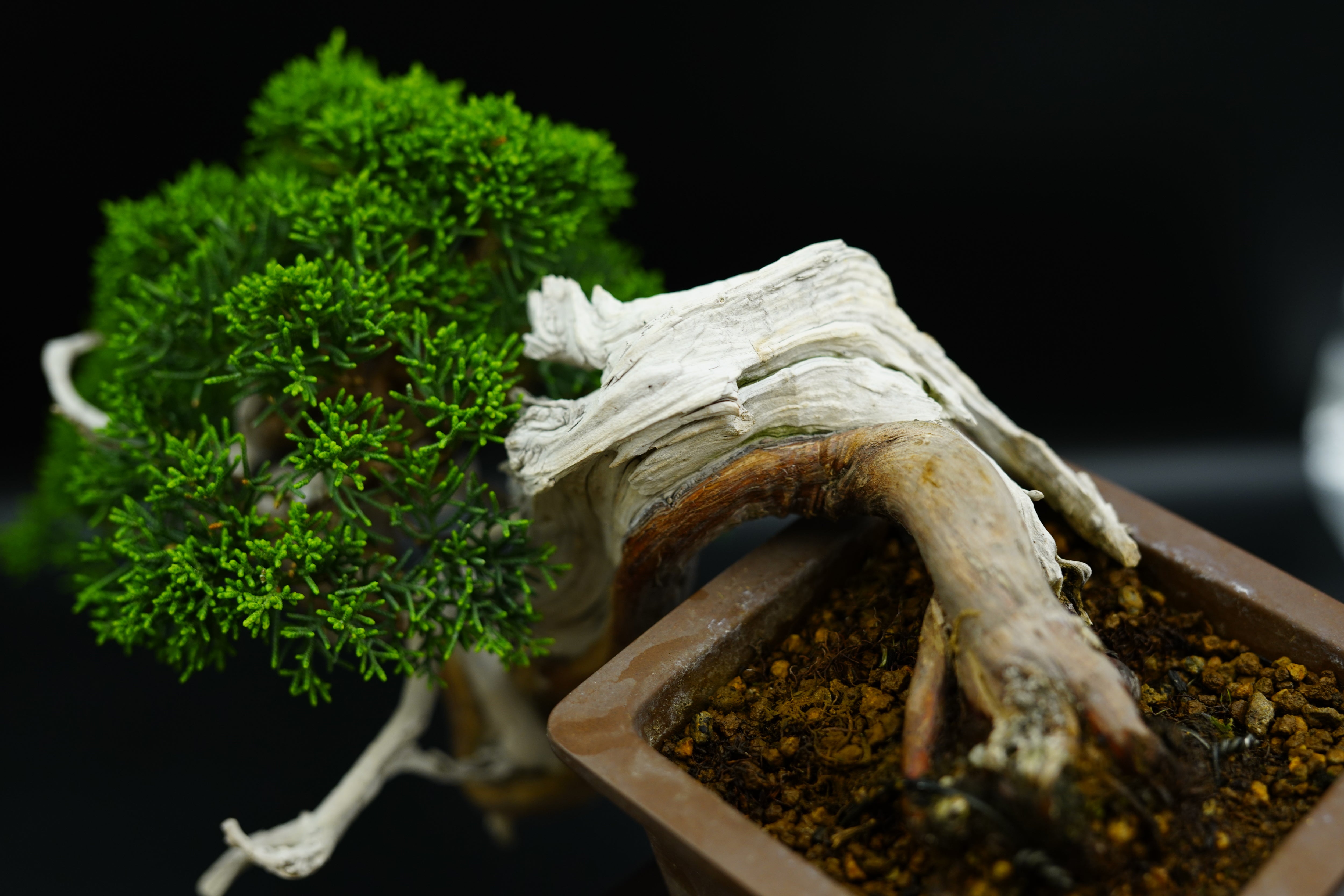 【香港現貨】日本山採濟州真柏（臨水懸崖造型）