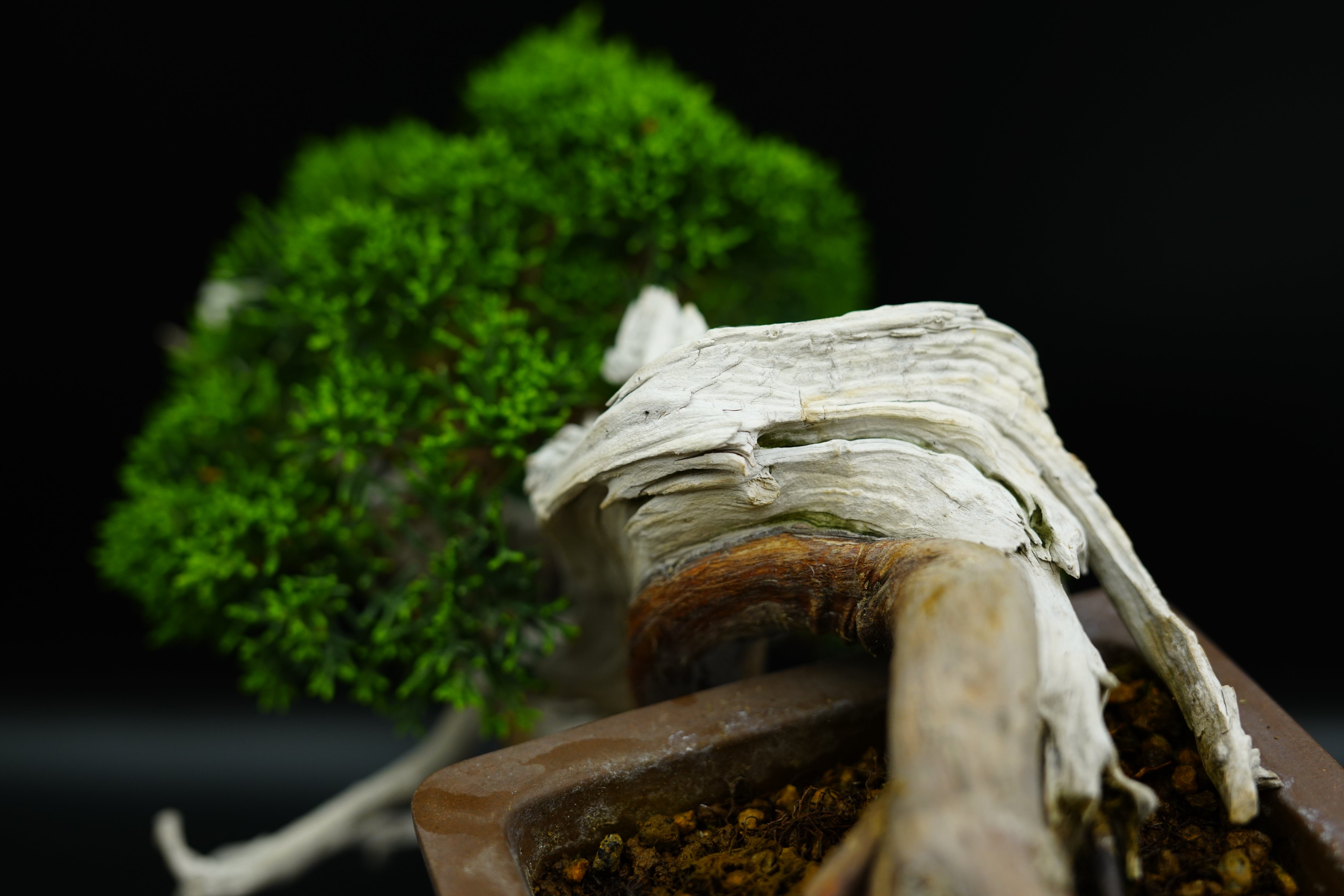 【香港現貨】日本山採濟州真柏（臨水懸崖造型）