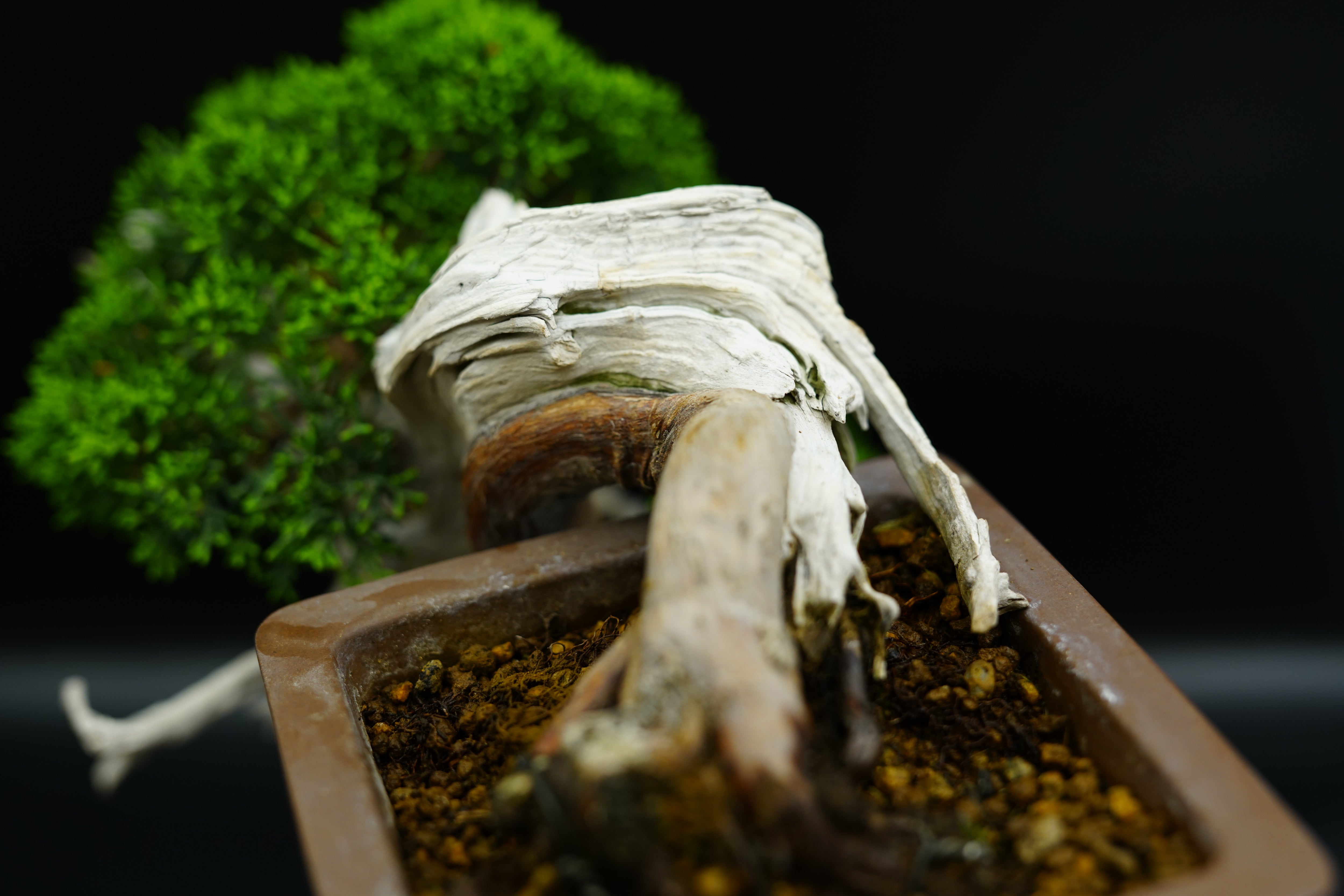 【静岡】114M 駿河山正 虎 添配 二点 置物 盆景 2個 空間擺設系魚川真柏精品盆景茶道意境雀樓植栽- Pinkoi 限時優惠活動