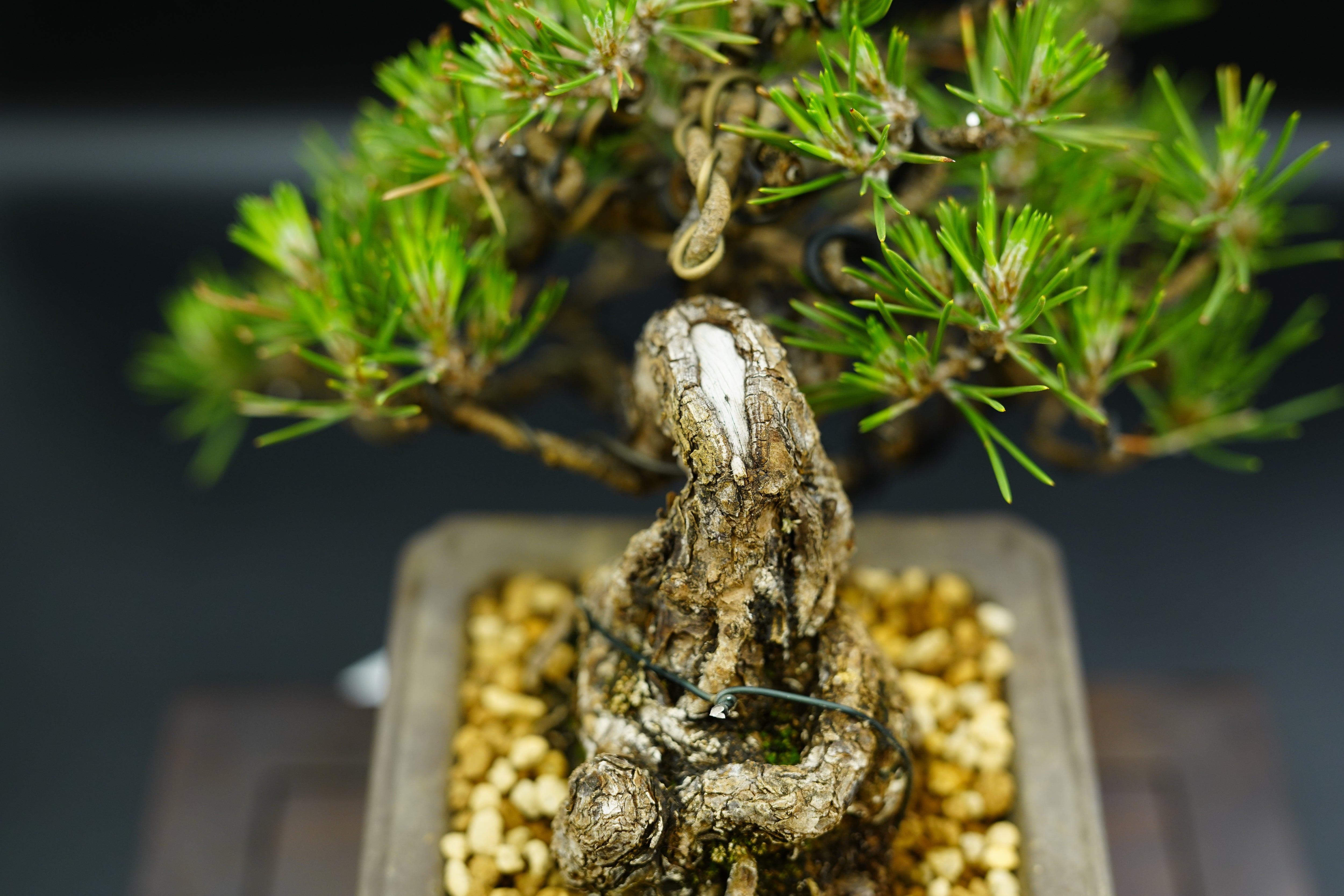 已售供欣賞】日本三河黑松（半懸崖臨水造型）（附上影片）