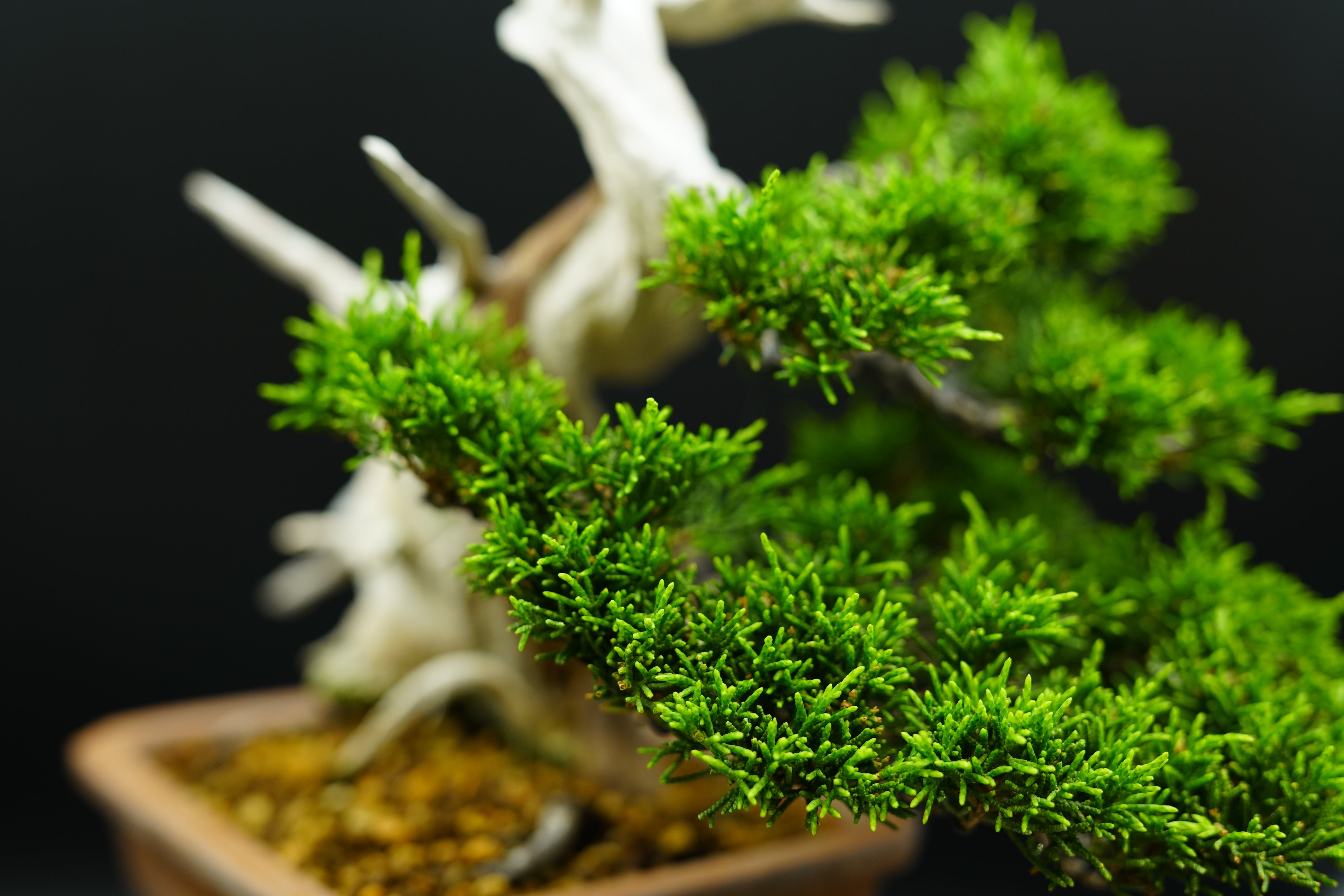 日本系魚川真柏（附上影片）