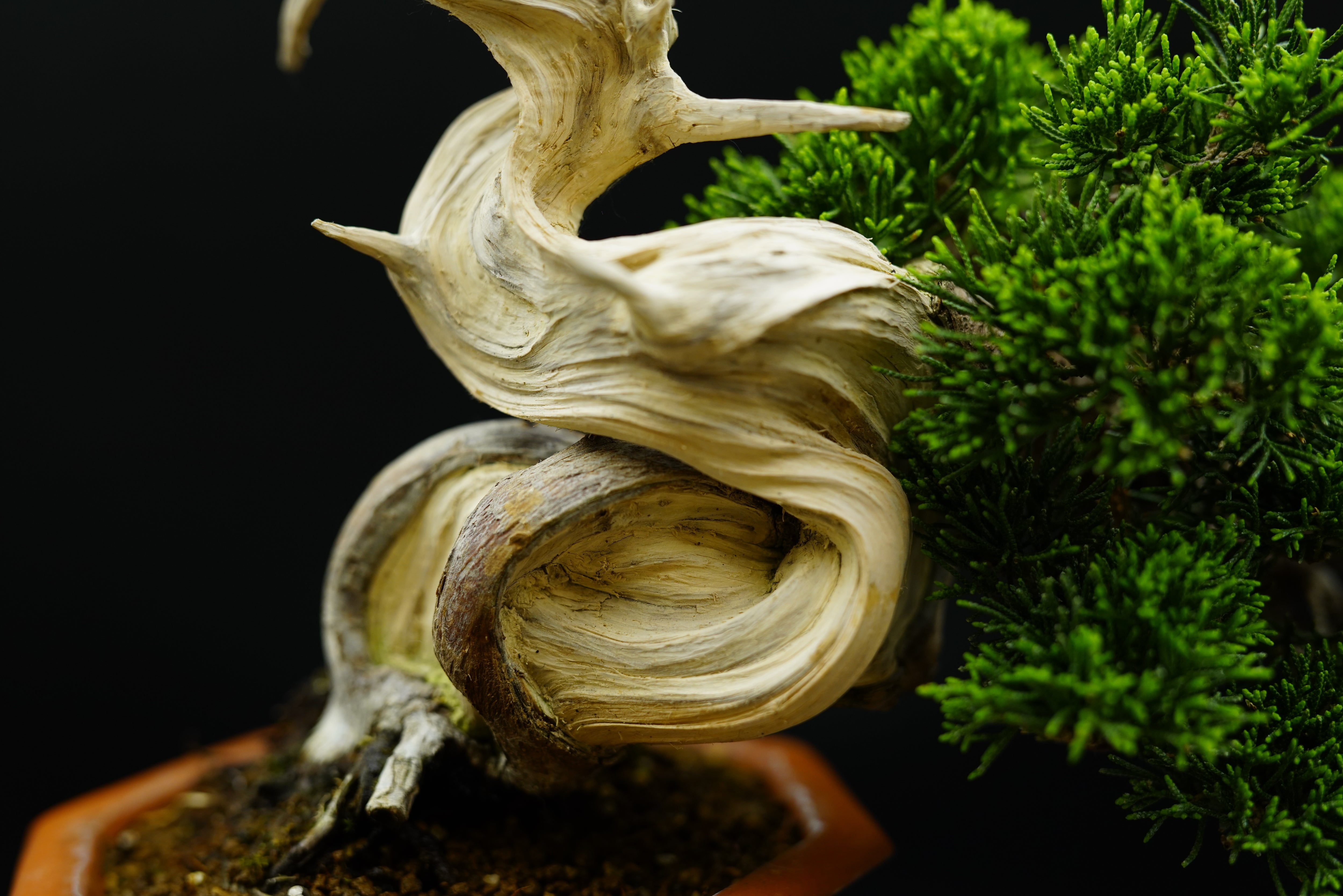 【香港現貨】日本系魚川真柏（附上影片）