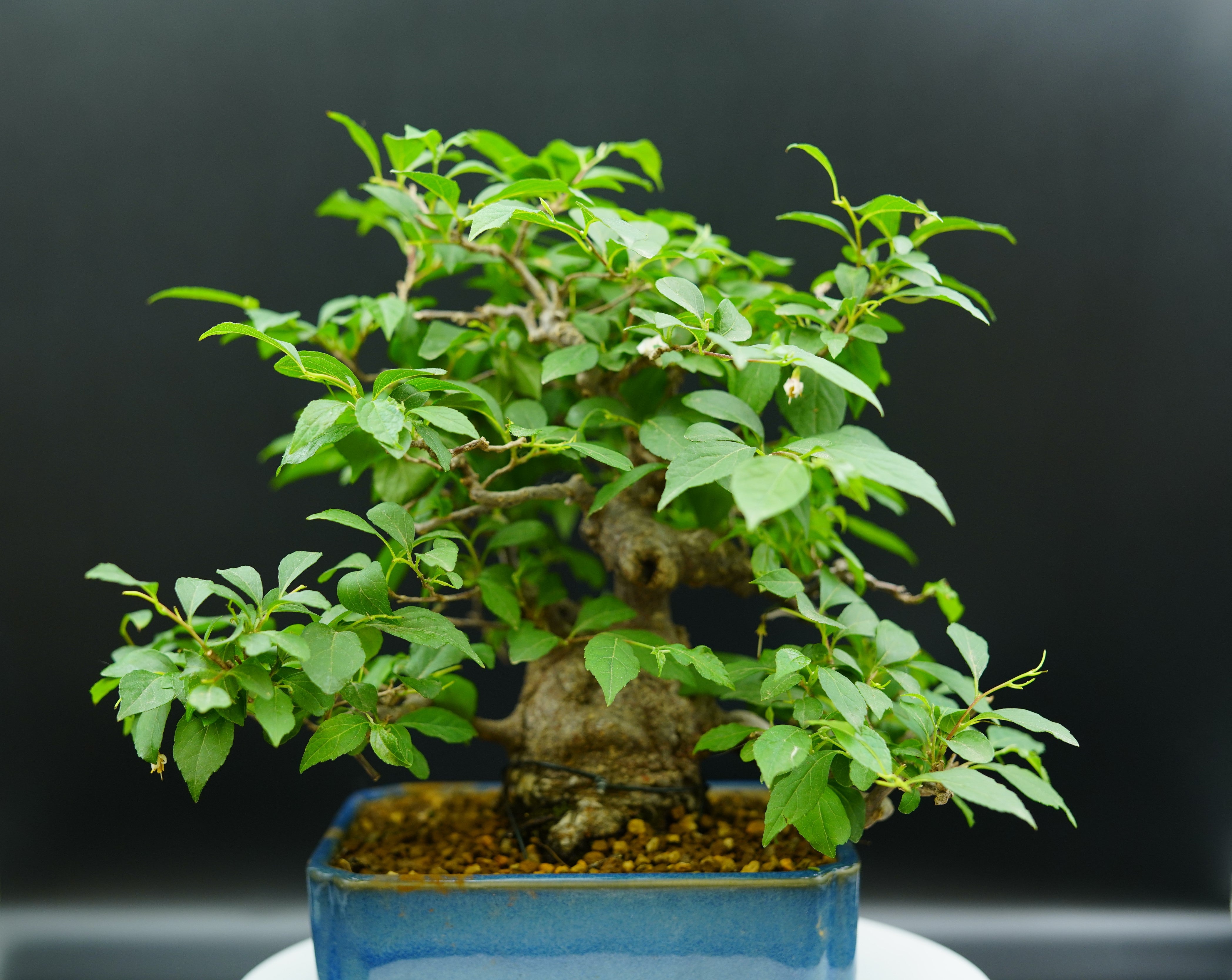 【已售供欣賞】日本淡粉色野茉莉（附上影片）