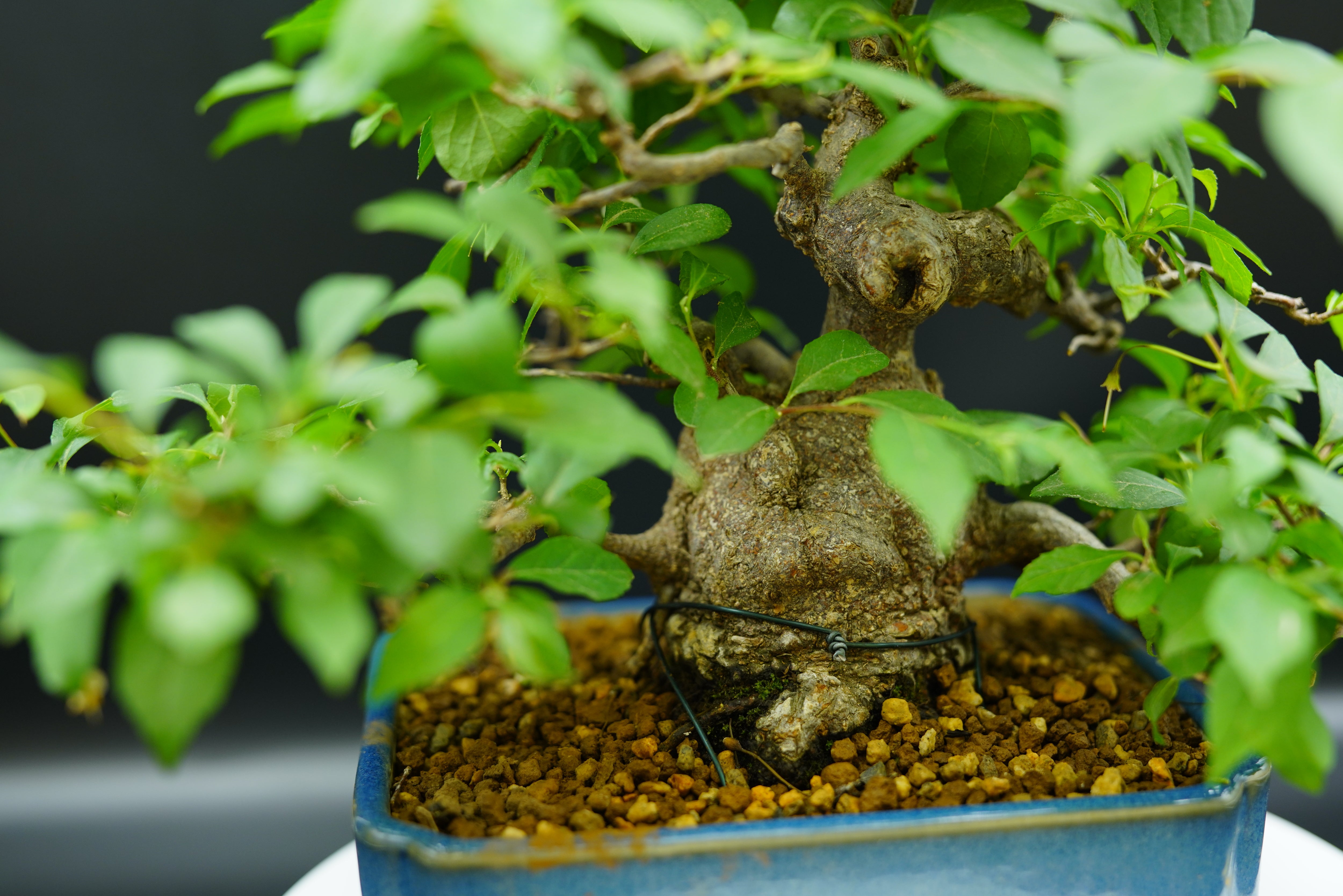 【已售供欣賞】日本淡粉色野茉莉（附上影片）