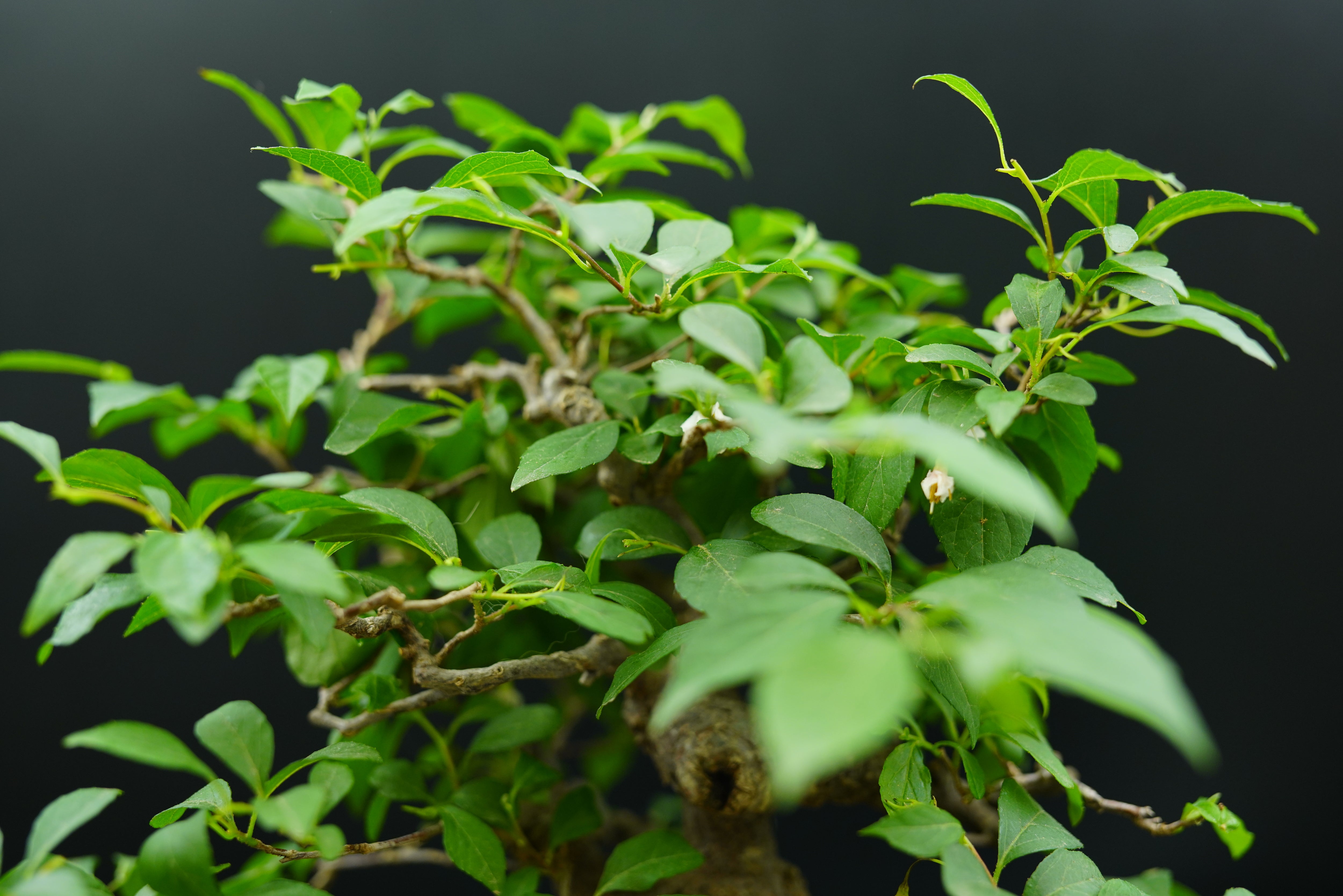 【已售供欣賞】日本淡粉色野茉莉（附上影片）