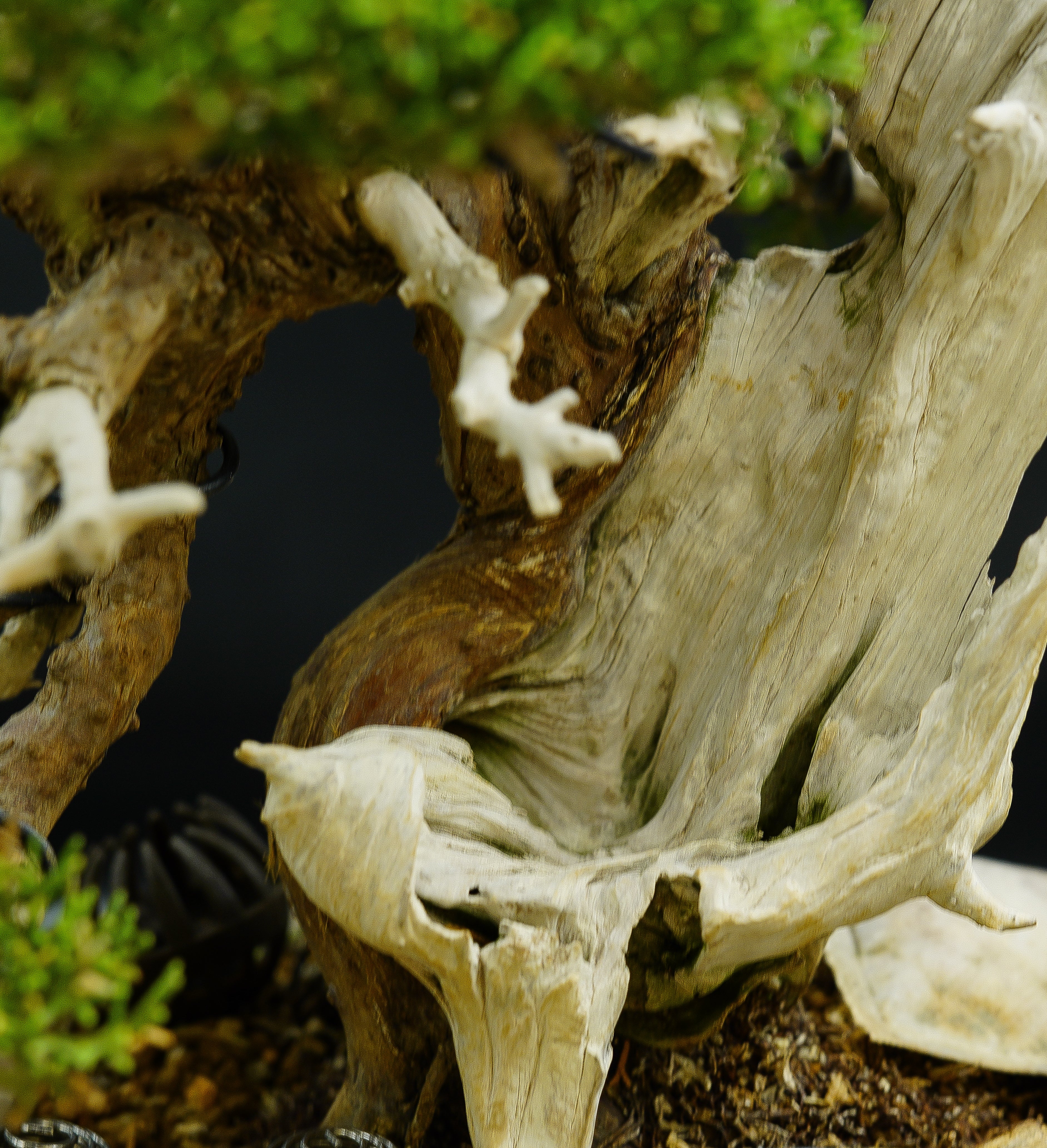 【香港現貨】日本寶樹園椎野健太郎作品-山採-系魚川真柏（附上影片）