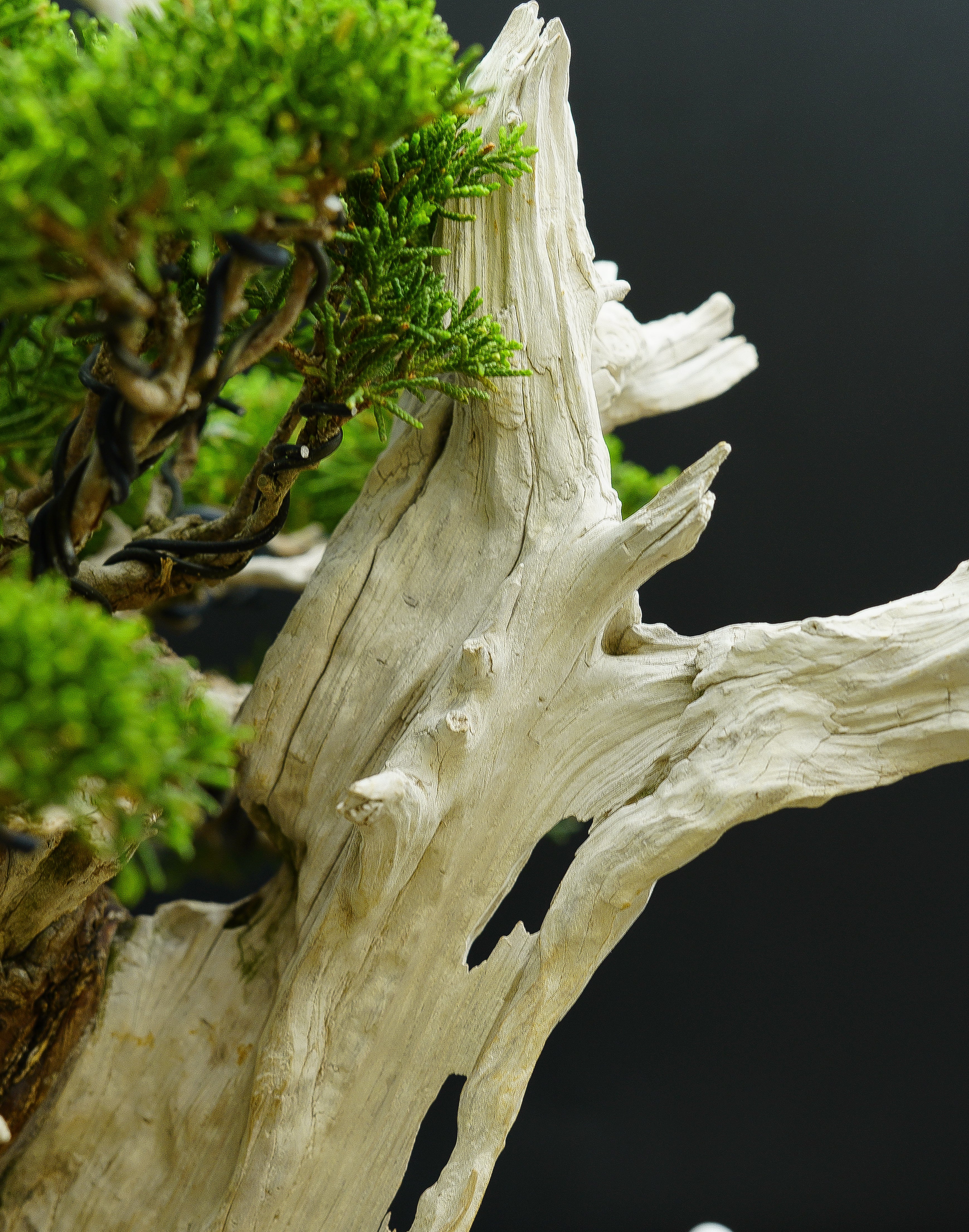 【香港現貨】日本寶樹園椎野健太郎作品-山採-系魚川真柏（附上影片）