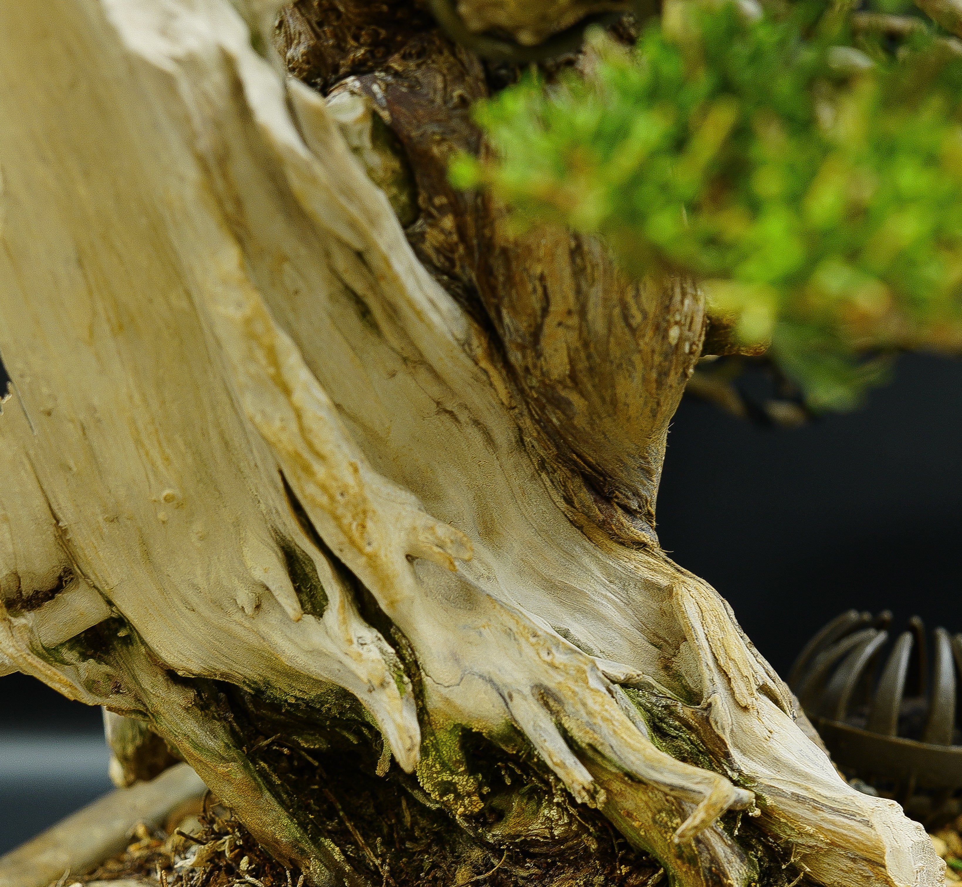 【香港現貨】日本寶樹園椎野健太郎作品-山採-系魚川真柏（附上影片）