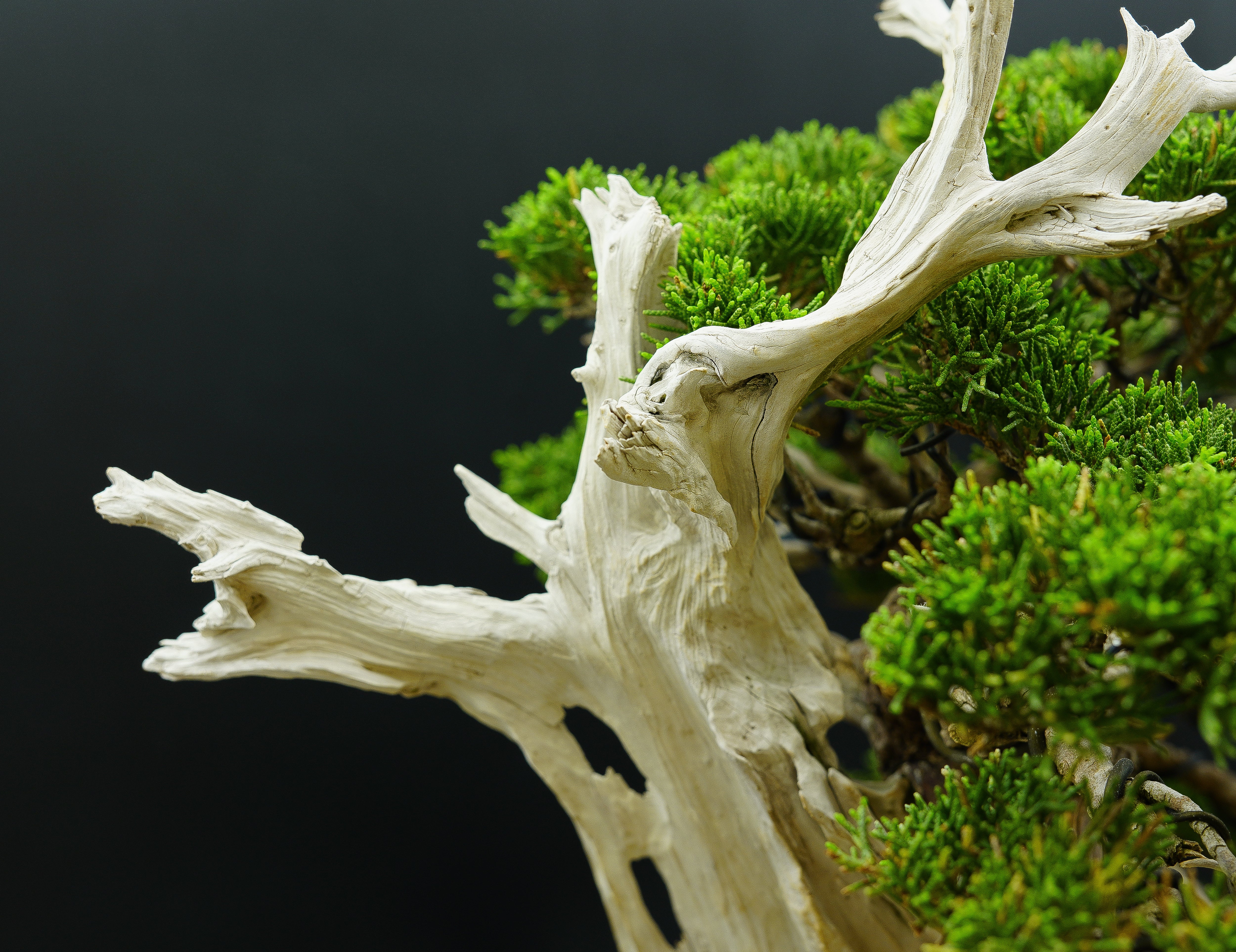 【香港現貨】日本寶樹園椎野健太郎作品-山採-系魚川真柏（附上影片）