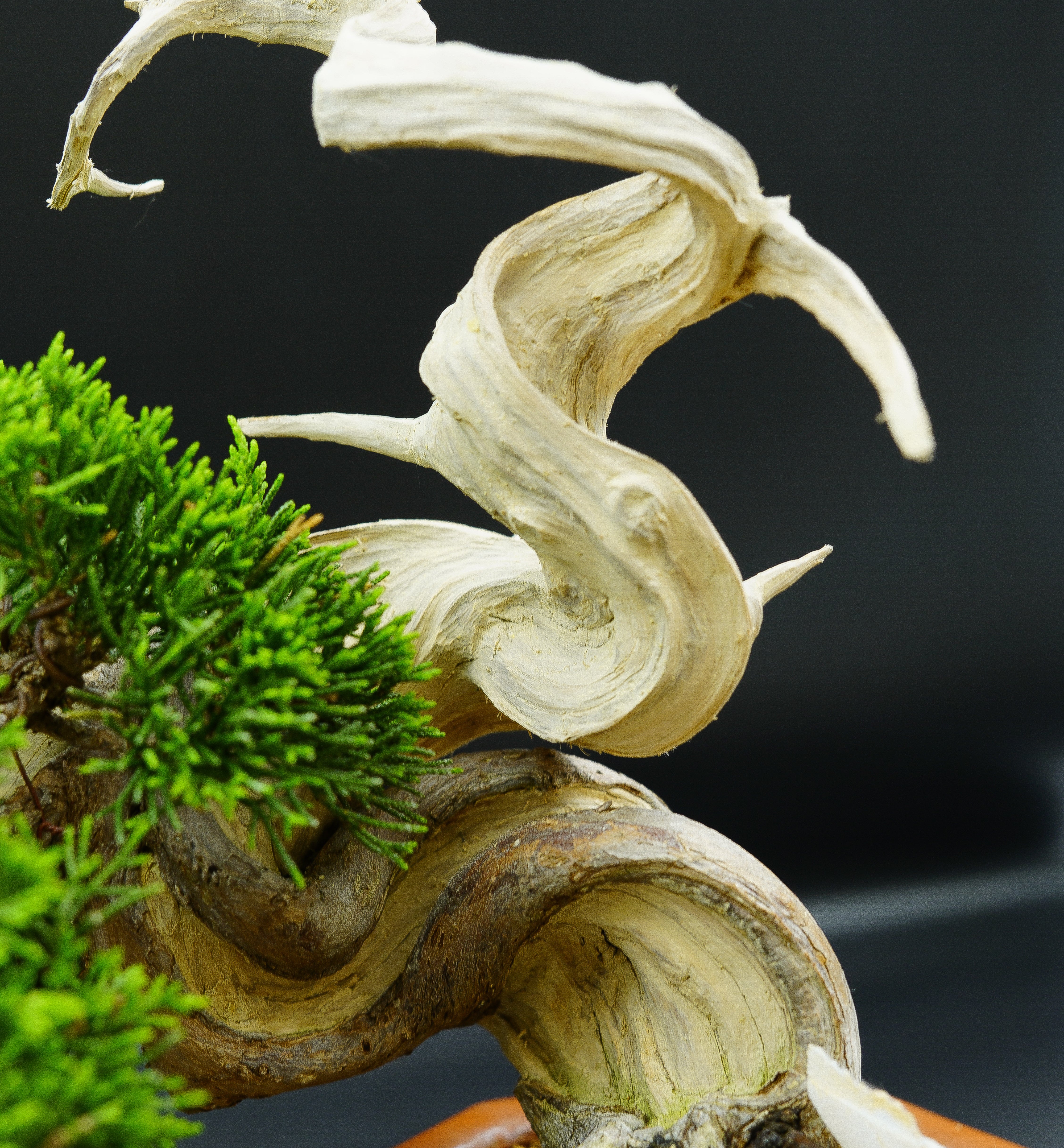 【香港現貨】日本系魚川真柏（附上影片）