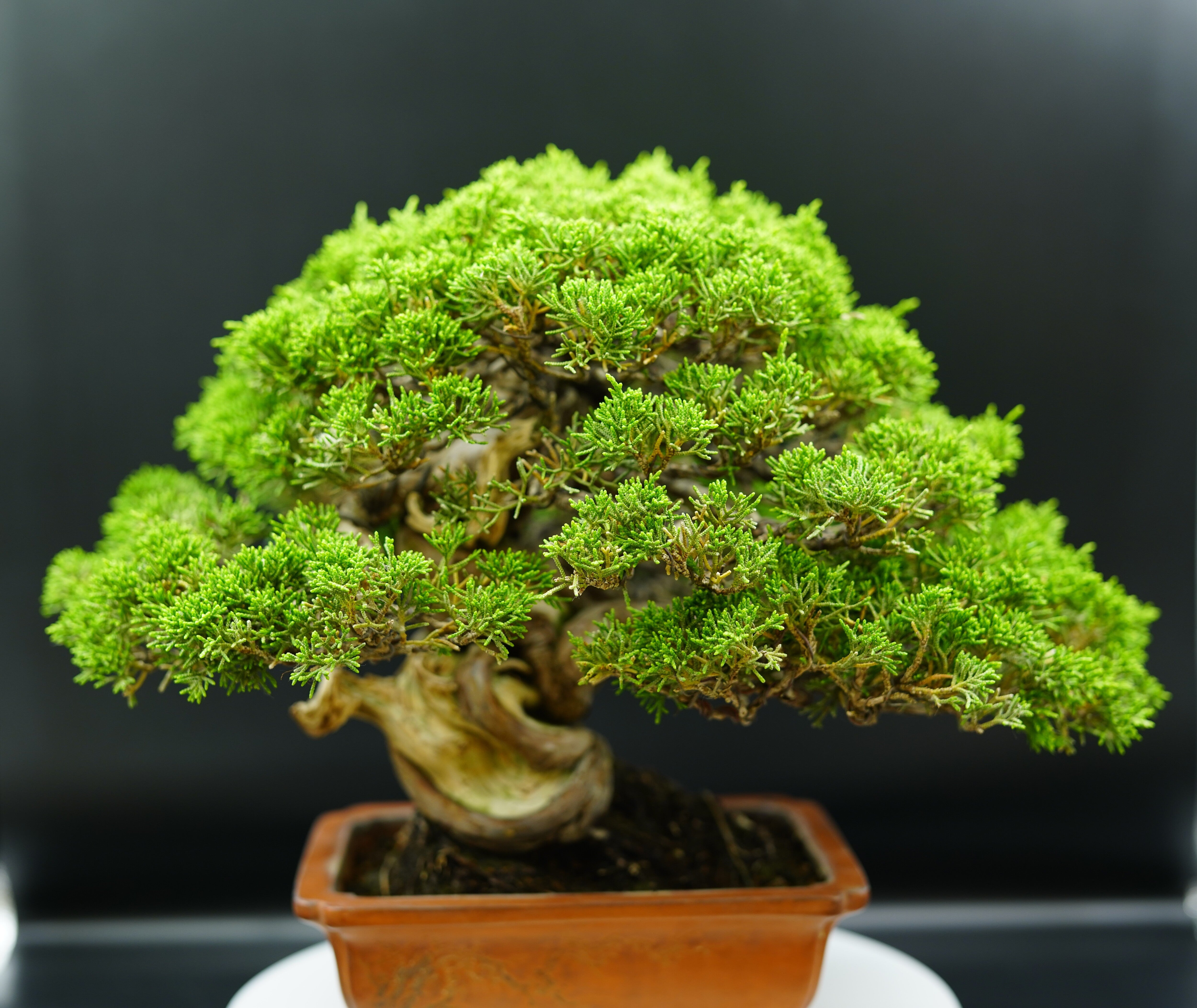 【香港現貨】日本名家大島健資作品-日本系魚川真柏（附上影片）