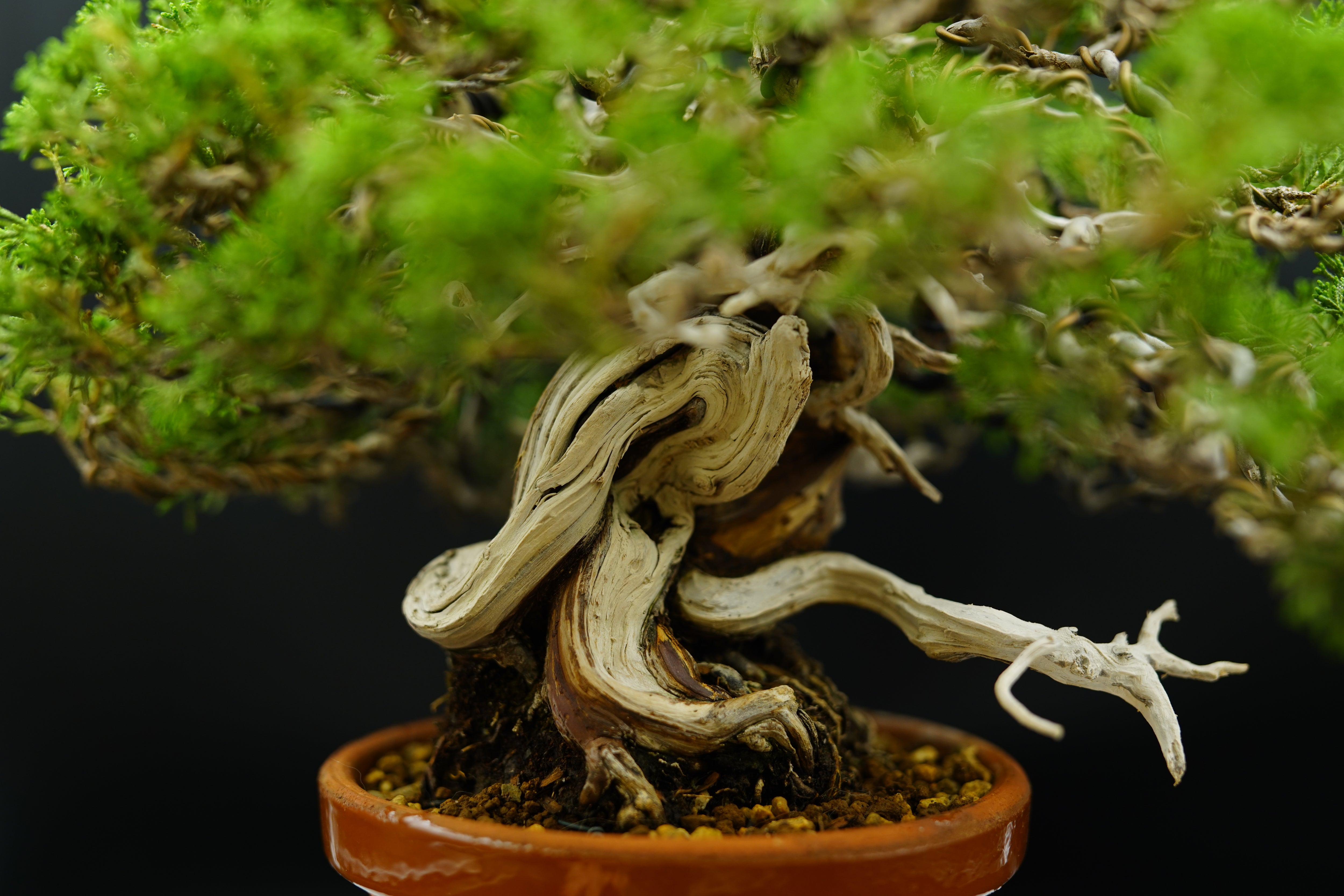 【香港現貨】日本三個展覽展出作品 - 系魚川真柏（附上影片）