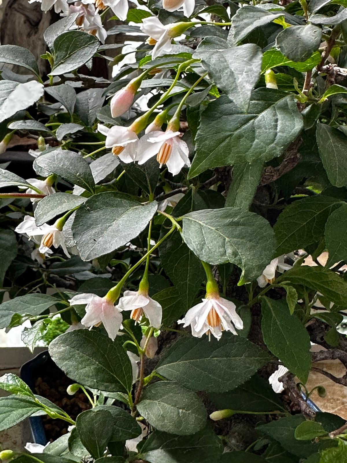 【已售供欣賞】日本淡粉色野茉莉（附上影片）