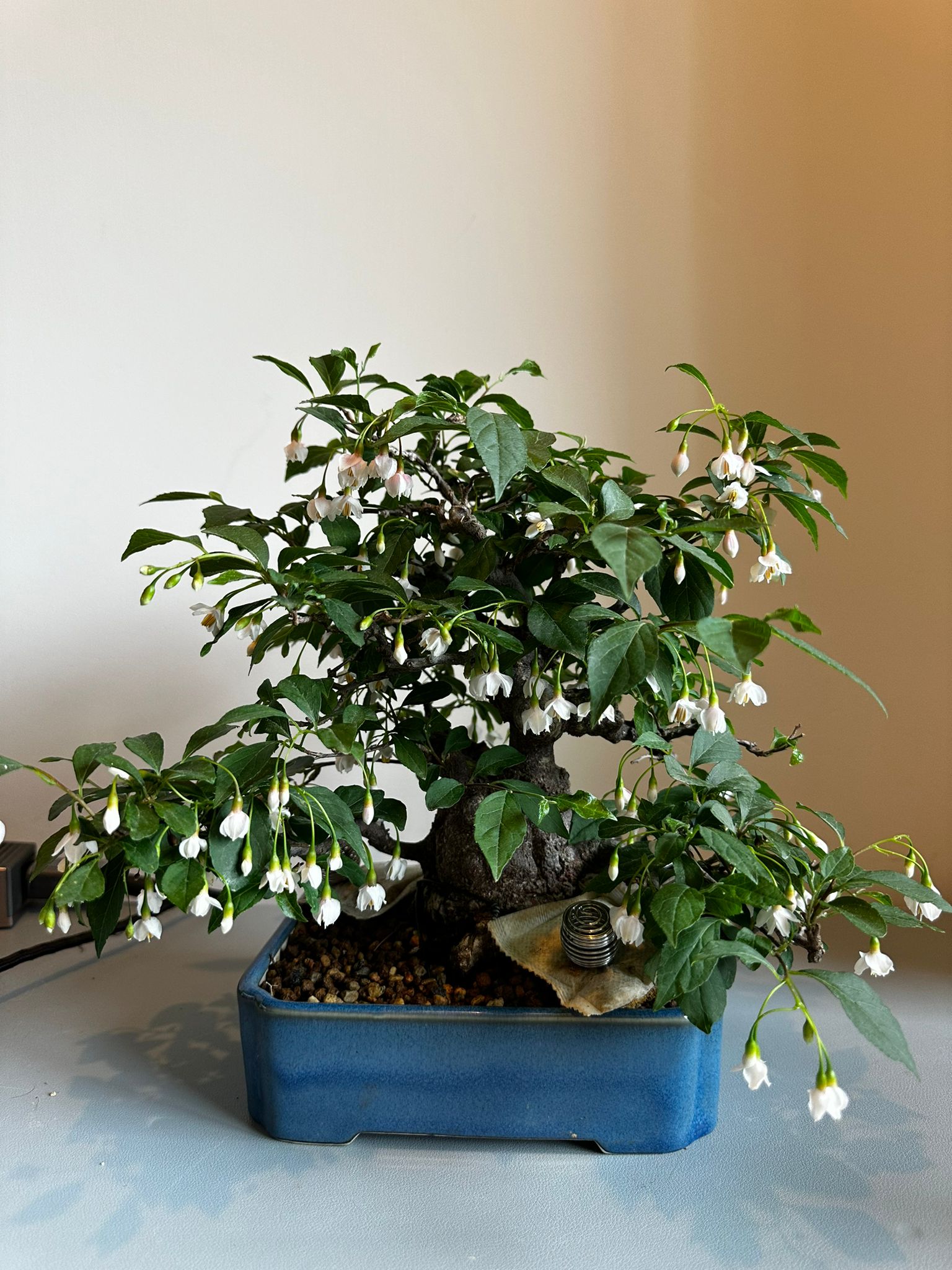 【已售供欣賞】日本淡粉色野茉莉（附上影片）