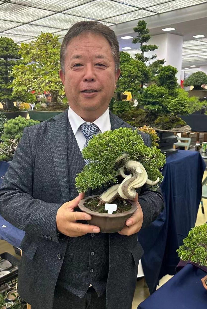 【已售供欣賞】日本名家佐佐木作品-日本系魚川真柏（附上影片）